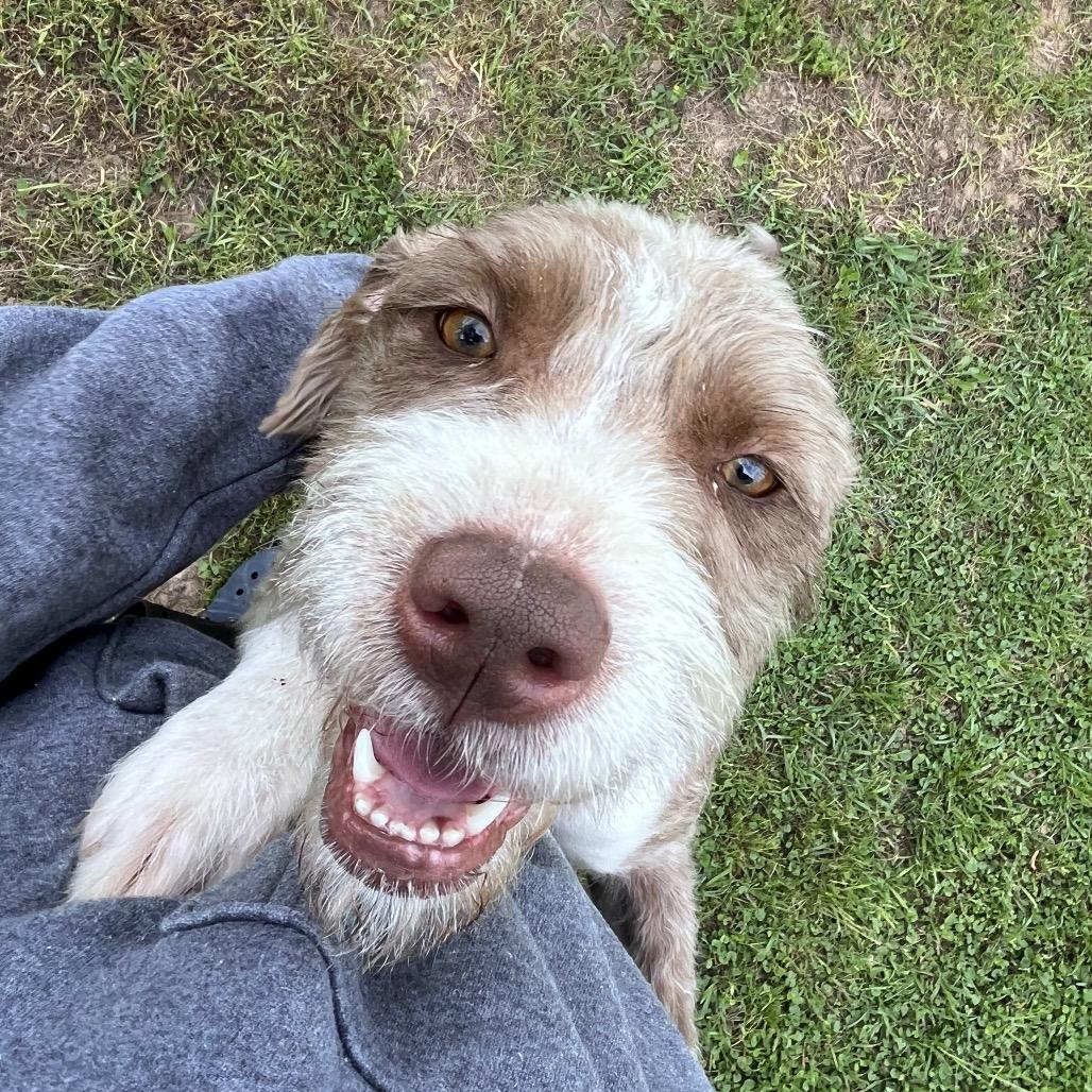 Frieda, a Adoptable Terrier in Houston, TX image 6/6