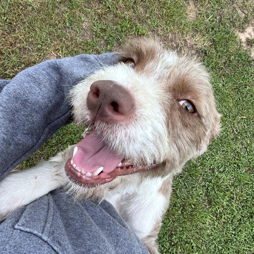 Enlarge Frieda, a Adoptable Terrier in Houston, TX image 6/6