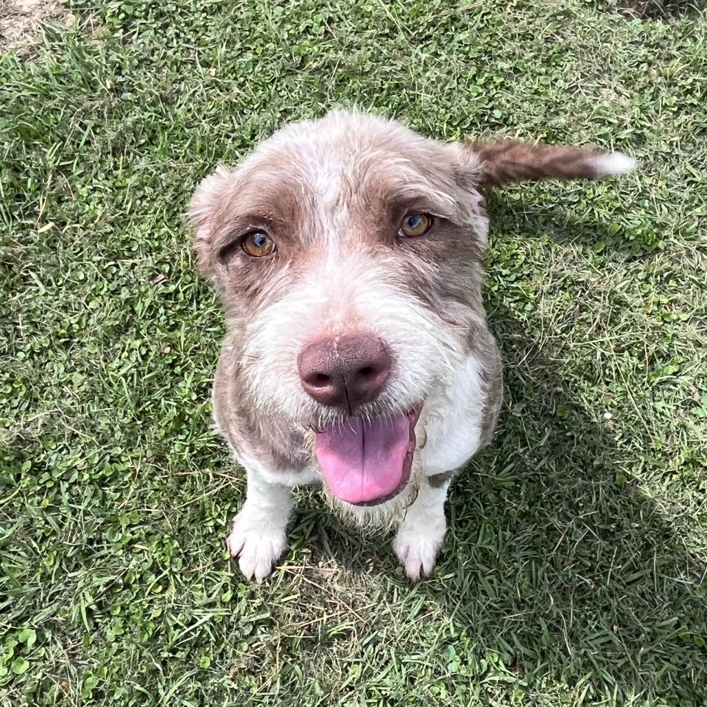 Enlarge Frieda, a Adoptable Terrier in Houston, TX image 6/6