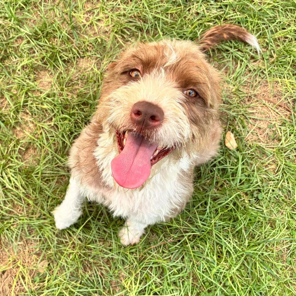 Frieda, a Adoptable Terrier in Houston, TX image 6/6