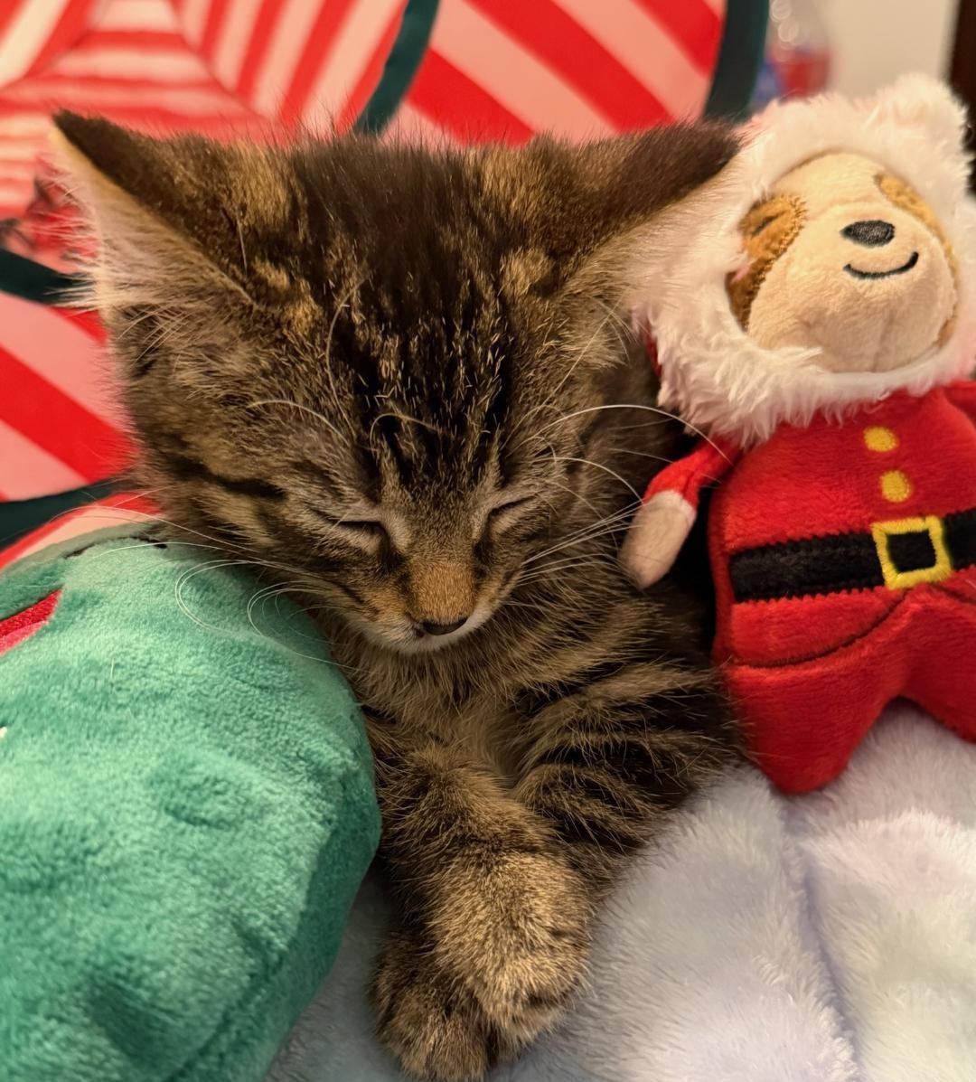 Star, a Adoptable Domestic Medium Hair in Terrell, TX image 1/4