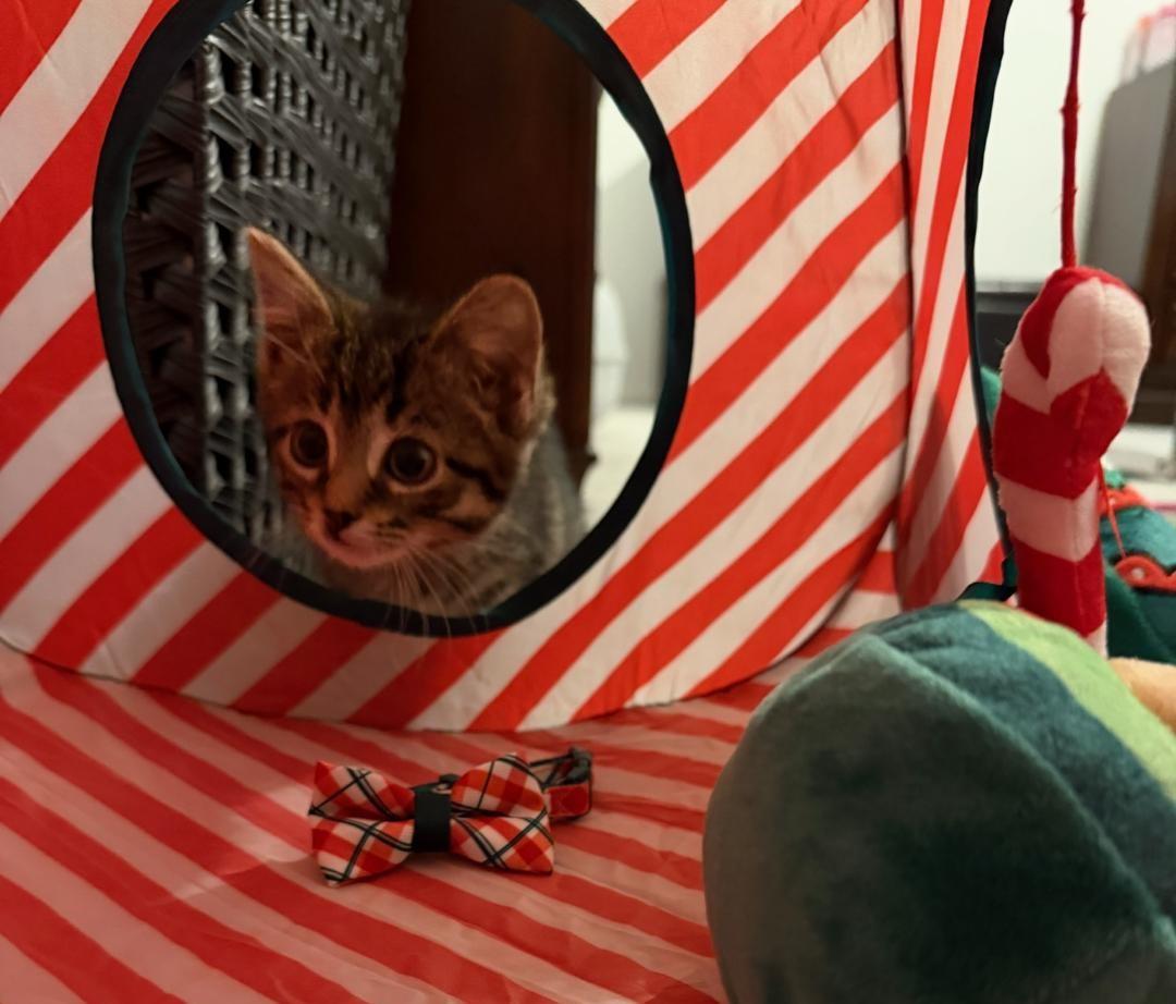 Star, a Adoptable Domestic Medium Hair in Terrell, TX image 2/4