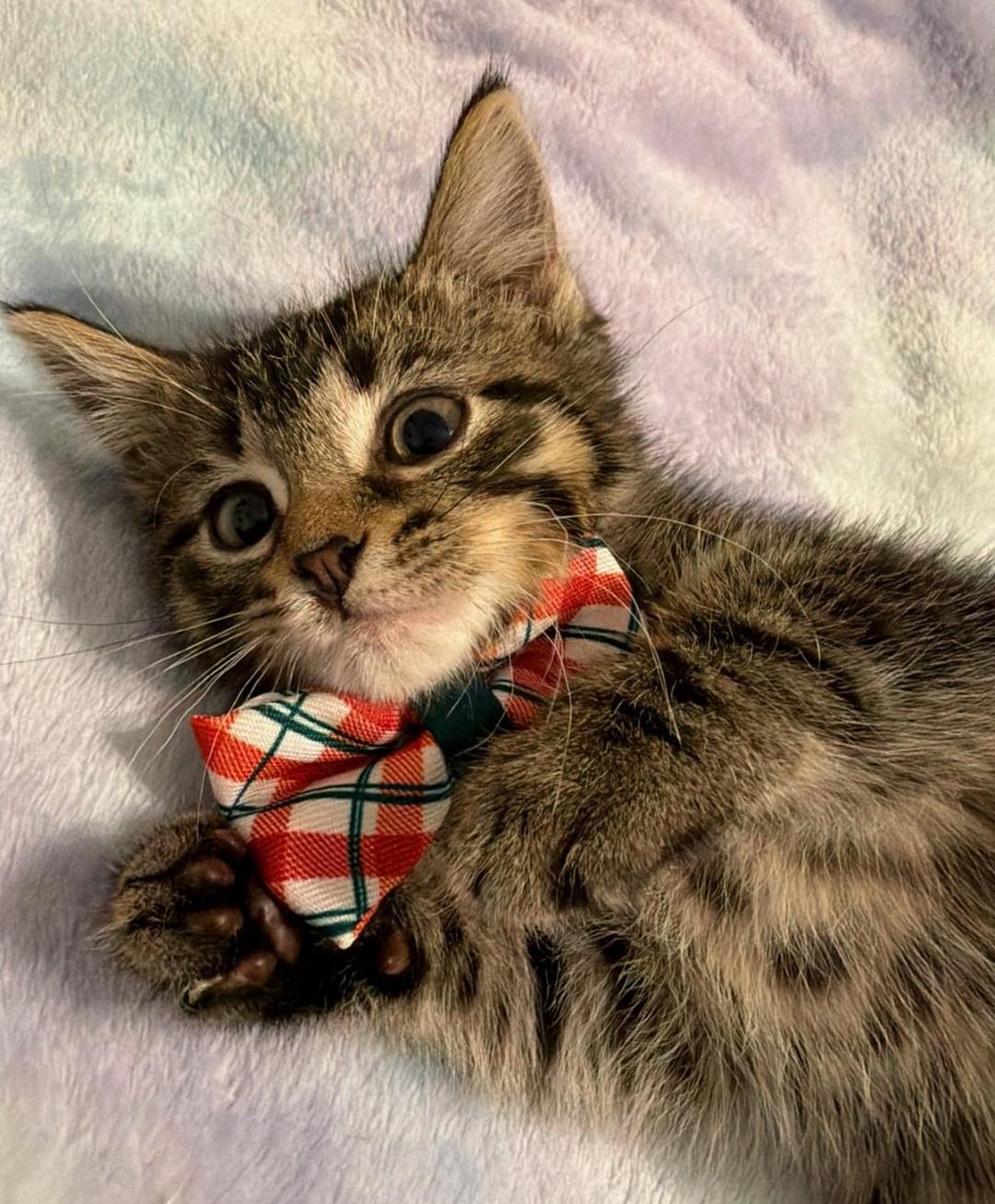 Star, a Adoptable Domestic Medium Hair in Terrell, TX image 3/4