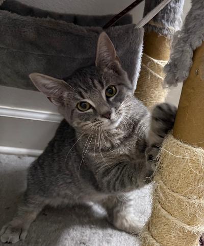 Squirrel, Adoptable, Kitten Female Domestic Short Hair & Domestic Short Hair.
