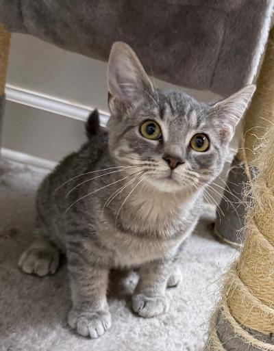 Enlarge Squirrel, a Adoptable mixed breed in Wilkesboro, NC image 2/3