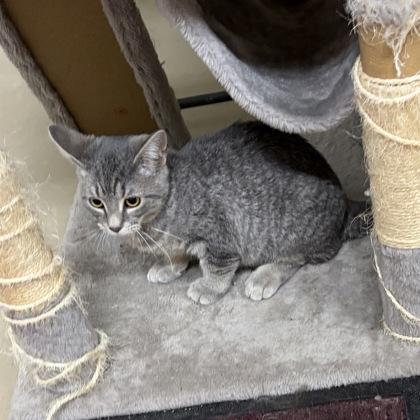 Enlarge Squirrel, a Adoptable mixed breed in Wilkesboro, NC image 3/3