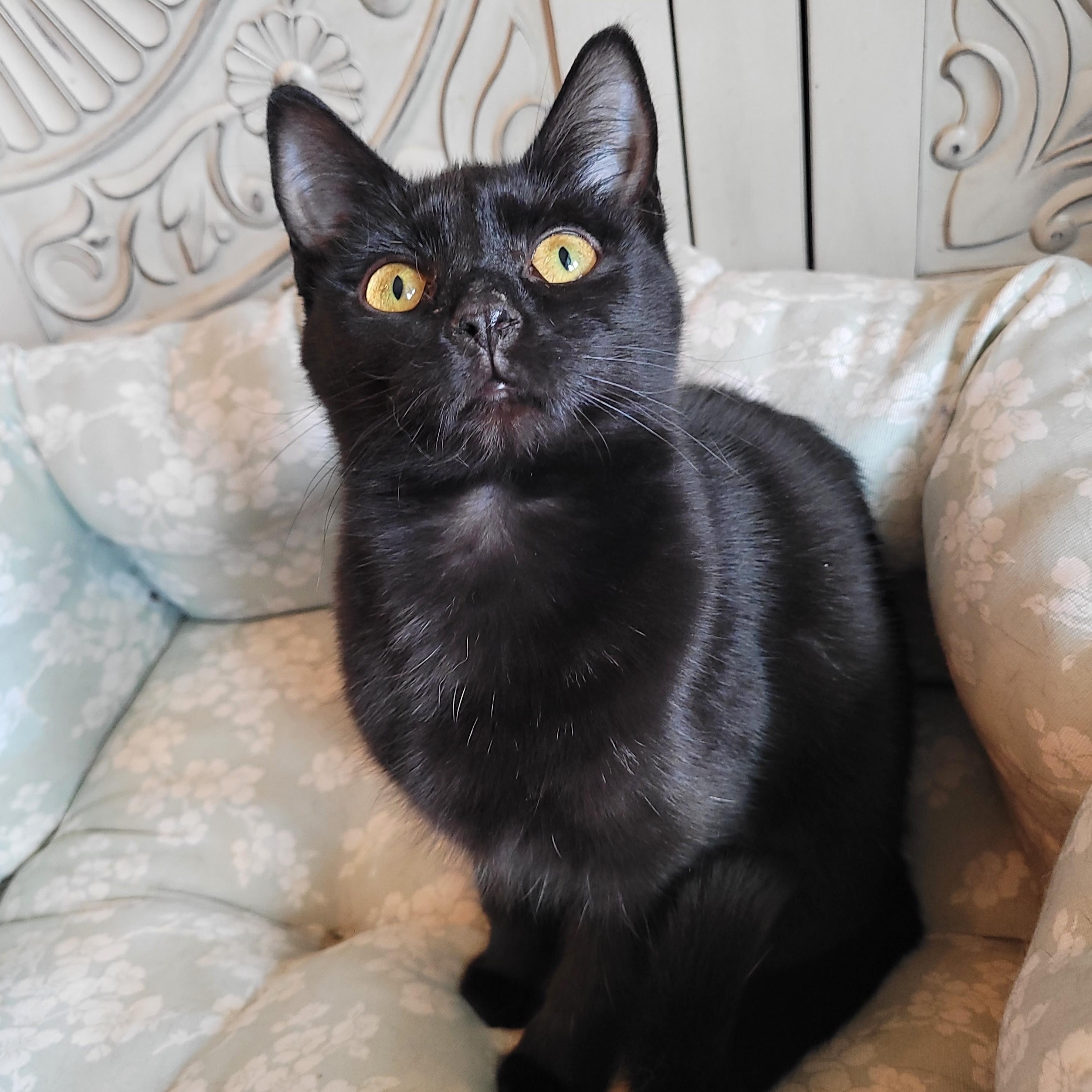 Jell-o, ADOPTABLE, Kitten Female Domestic Short Hair.