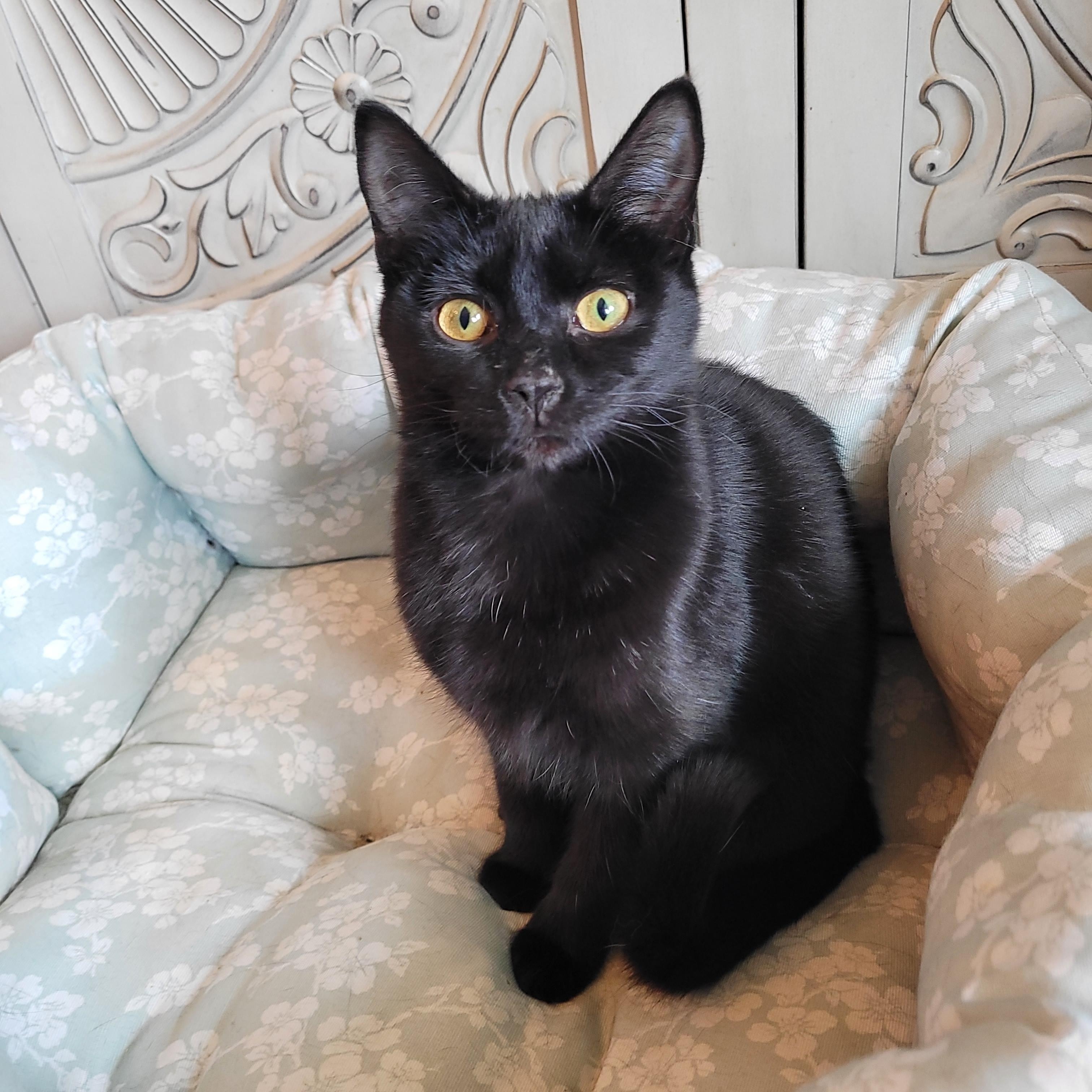 Jell-o, a ADOPTABLE Domestic Short Hair in Indianapolis, IN image 5/6