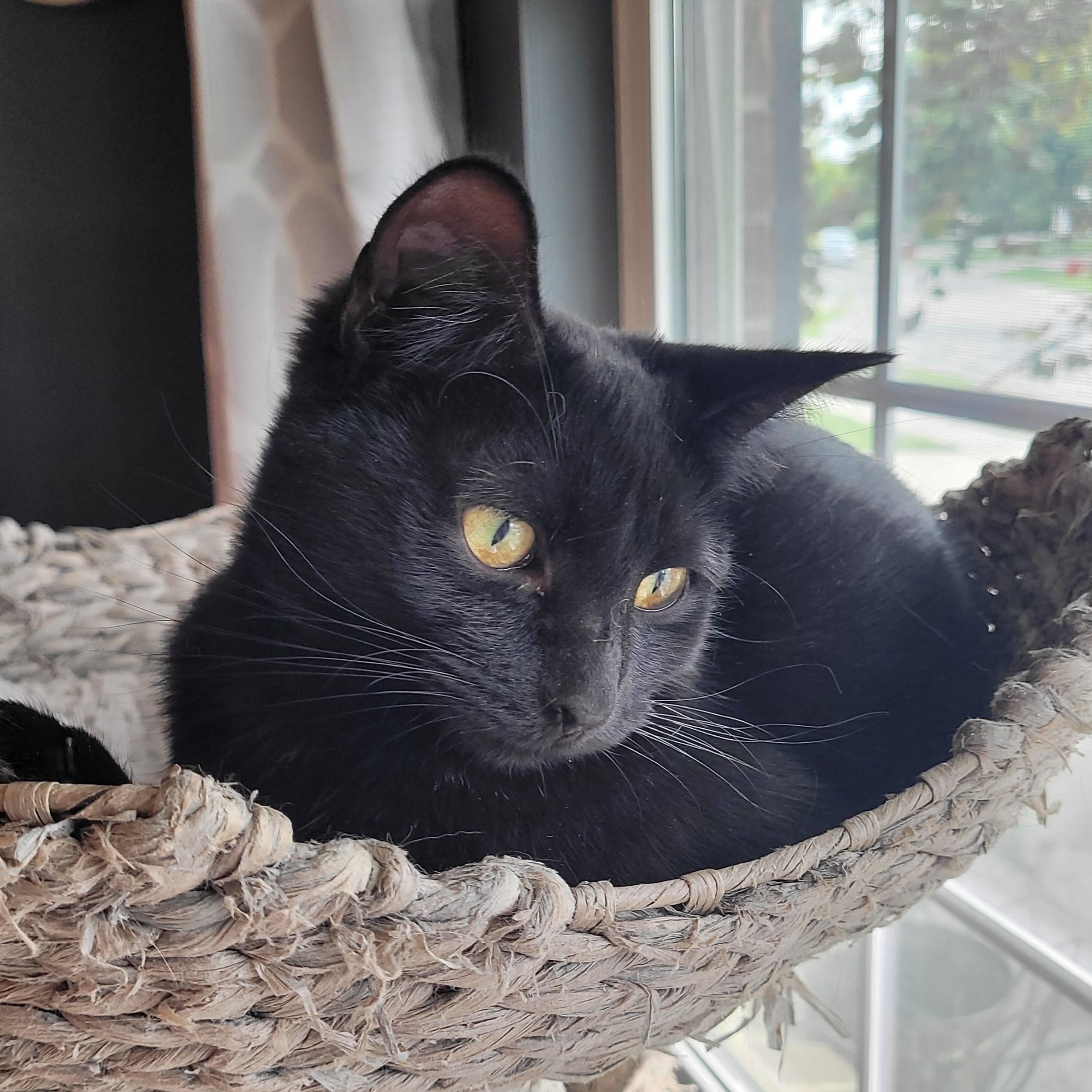 Enlarge Jell-o, a ADOPTABLE Domestic Short Hair in Indianapolis, IN image 3/6
