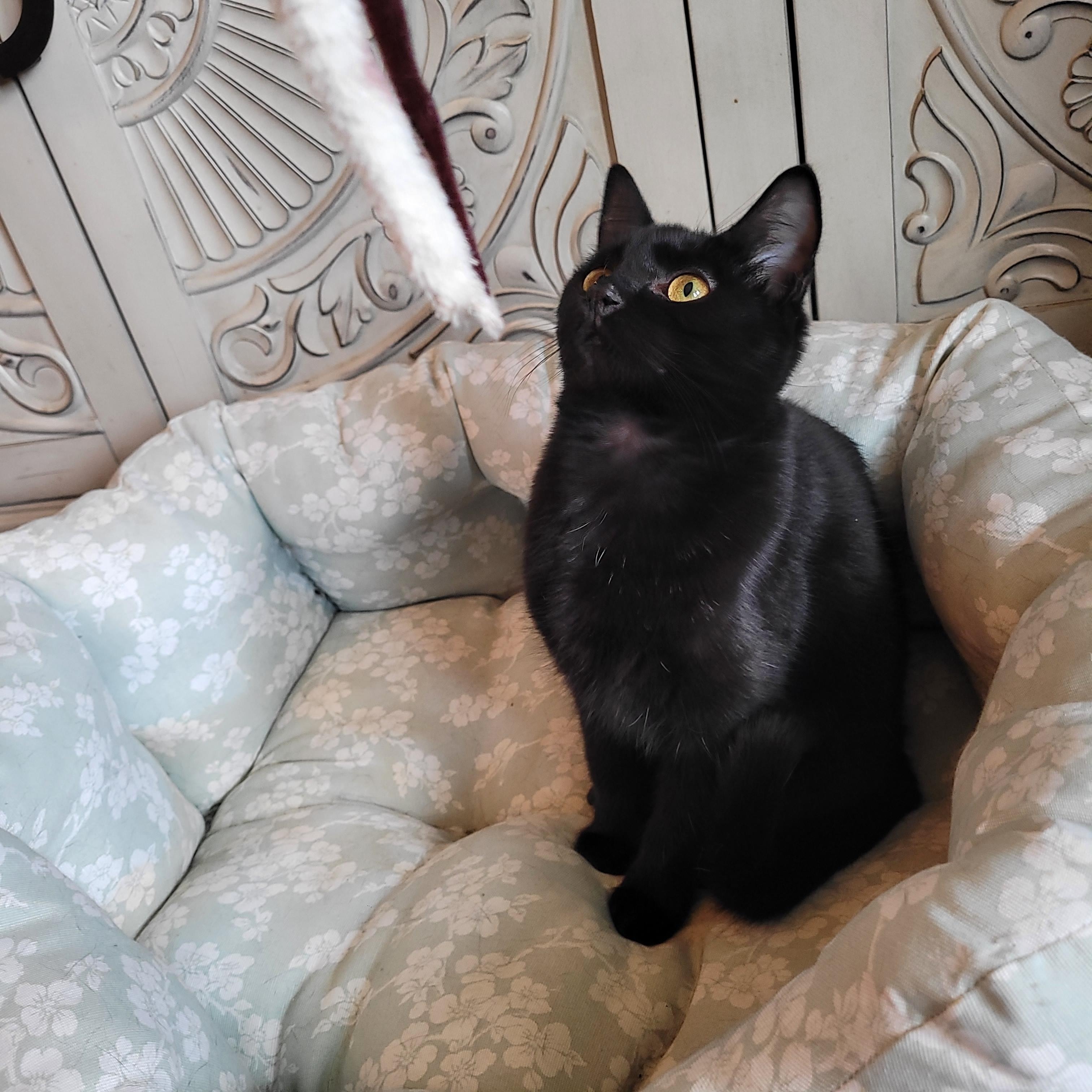 Jell-o, a ADOPTABLE Domestic Short Hair in Indianapolis, IN image 6/6