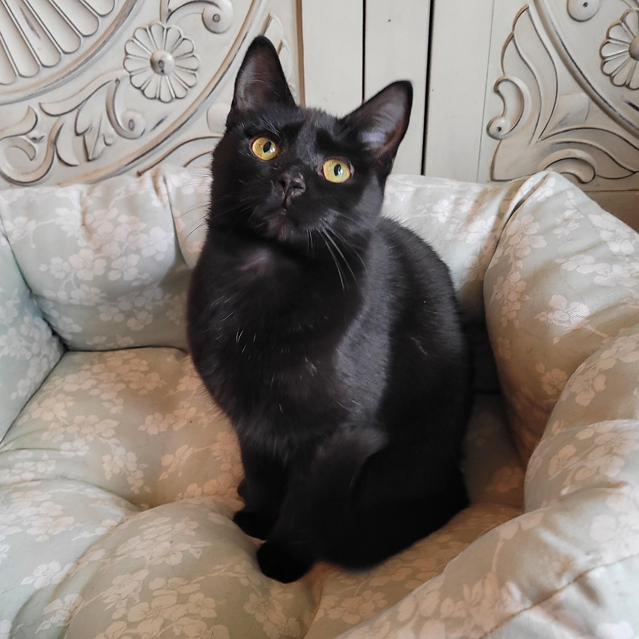 Jell-o, a ADOPTABLE Domestic Short Hair in Indianapolis, IN image 2/6