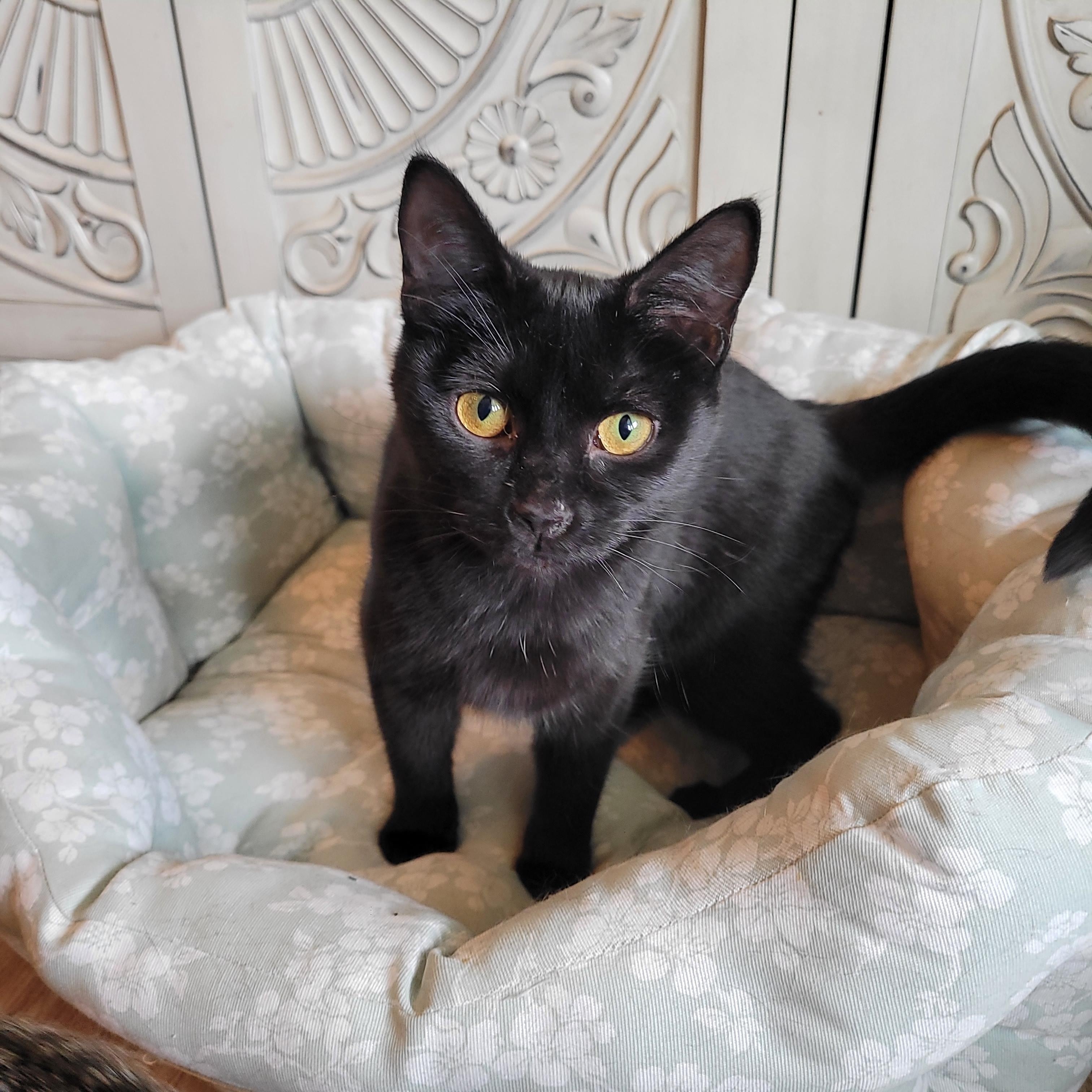 Jell-o, a ADOPTABLE Domestic Short Hair in Indianapolis, IN image 4/6