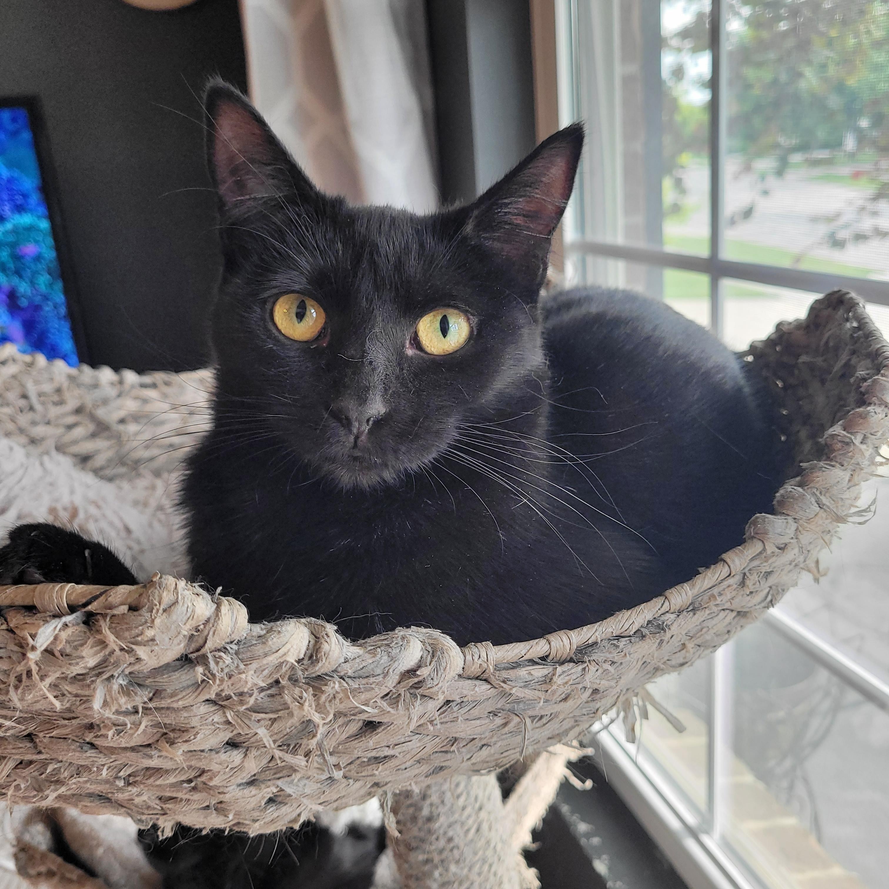 Enlarge Jell-o, a ADOPTABLE Domestic Short Hair in Indianapolis, IN image 5/6