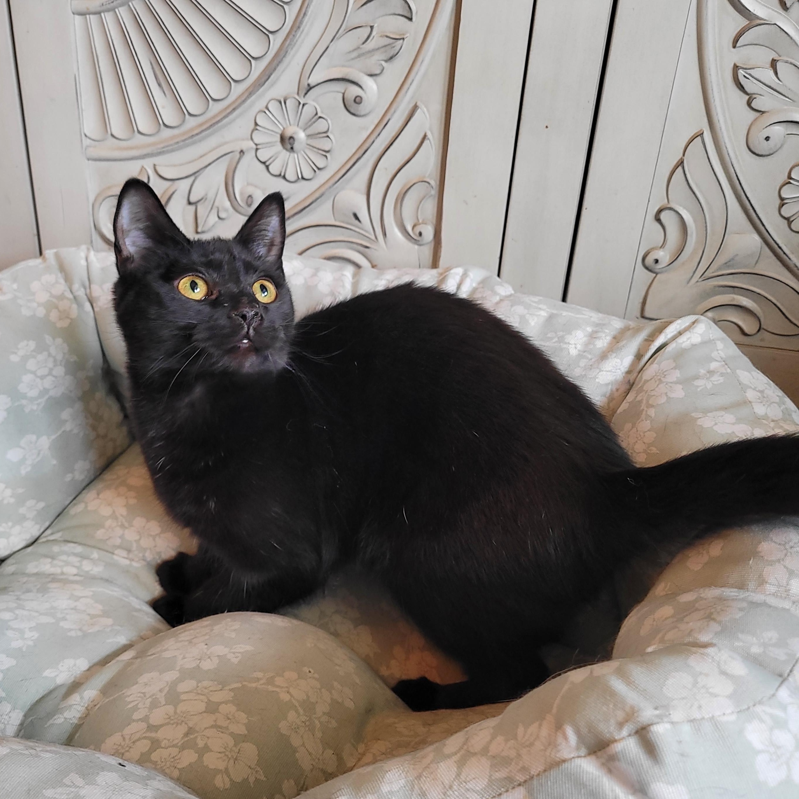 Jell-o, a ADOPTABLE Domestic Short Hair in Indianapolis, IN image 3/6