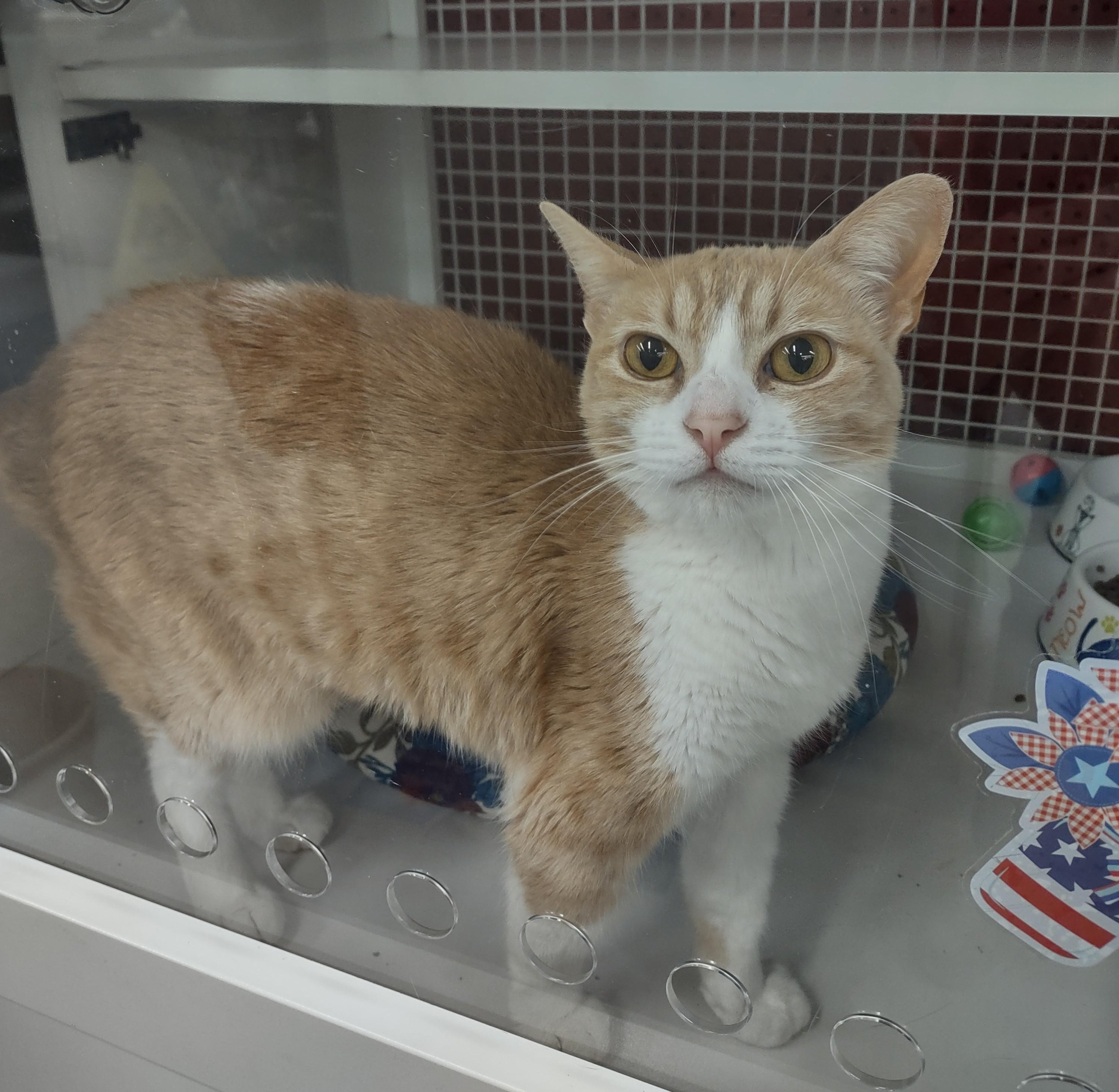 Lilo, Adopted, Adult Female Domestic Short Hair.