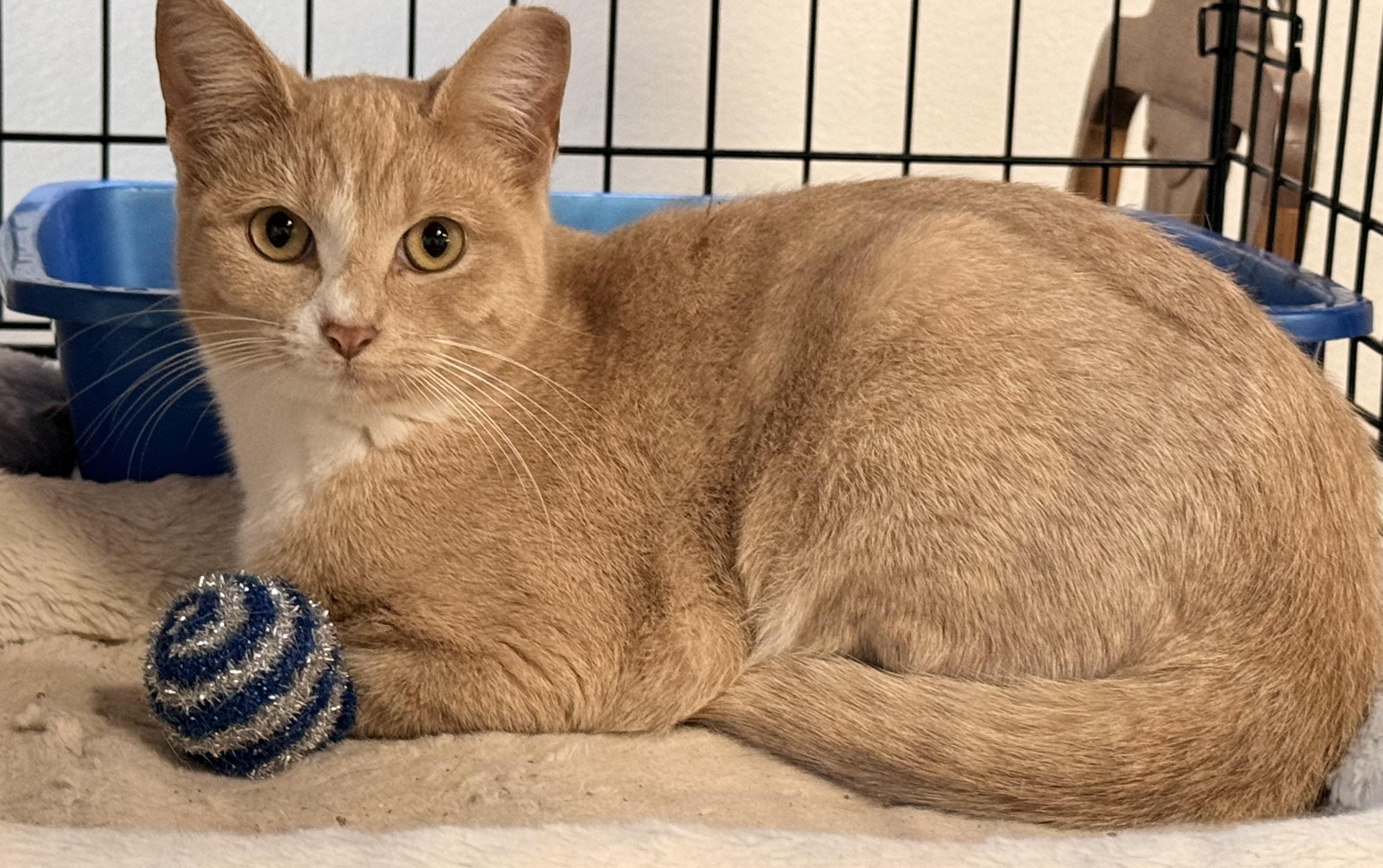Orange Julius, Adoptable, Young Male Domestic Short Hair.