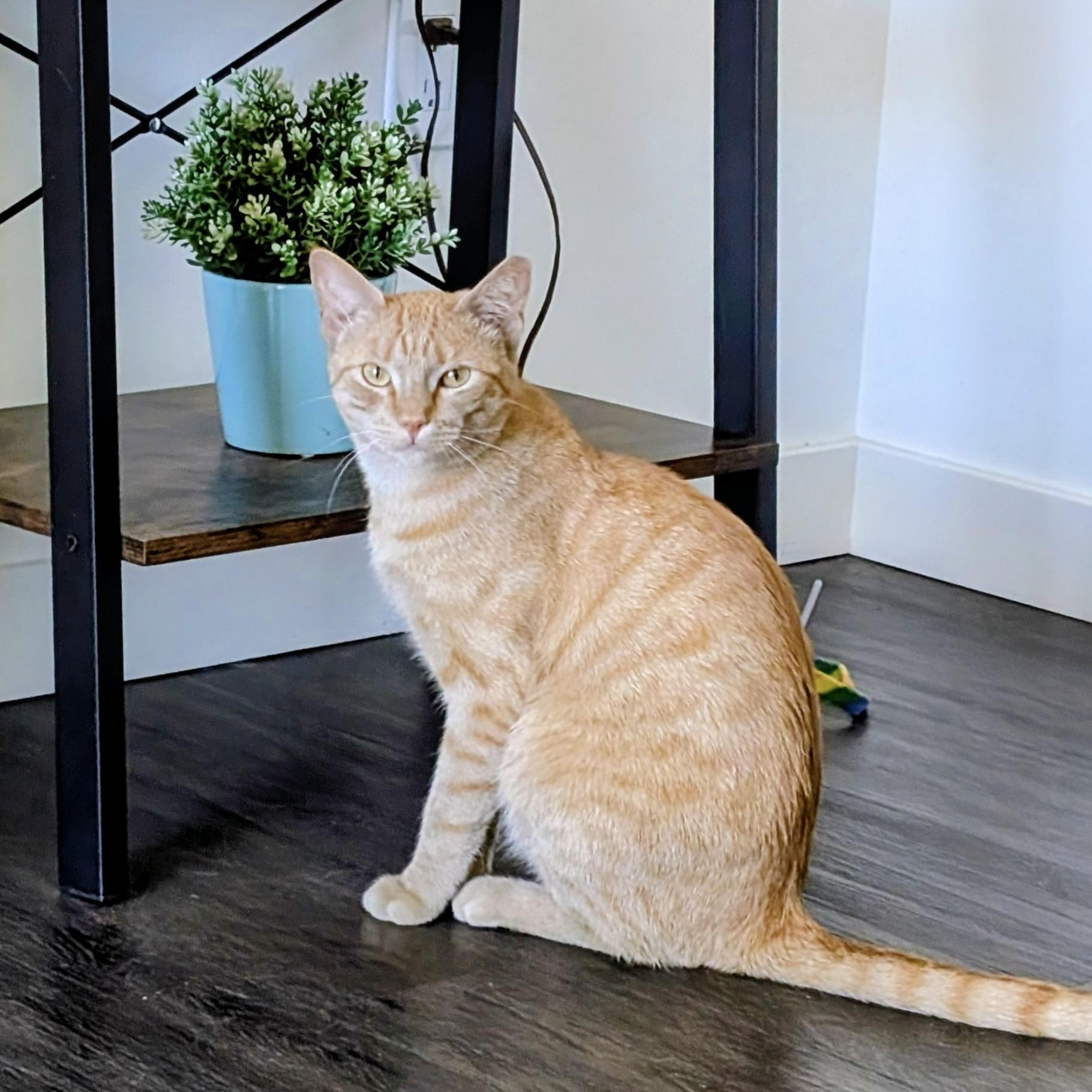 Orange Julius, a Adoptable Domestic Short Hair in San Francisco, CA image 2/4