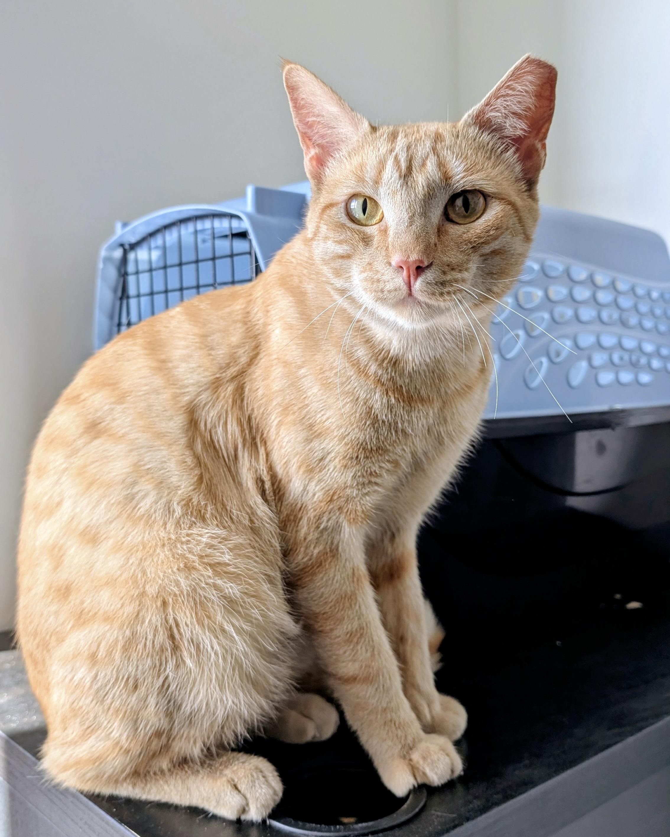 Orange Julius, a Adoptable Domestic Short Hair in San Francisco, CA image 4/4