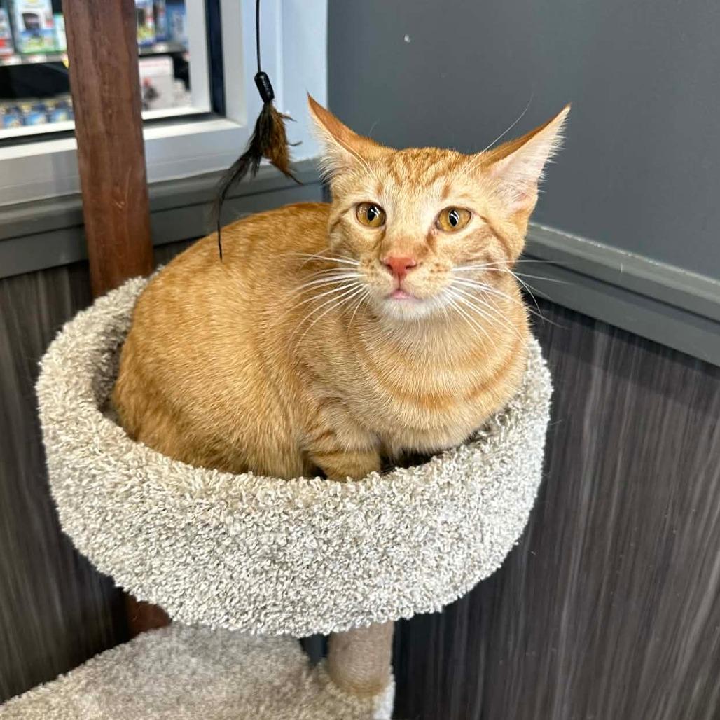 Charlie, Adoptable, Young Male Domestic Short Hair.