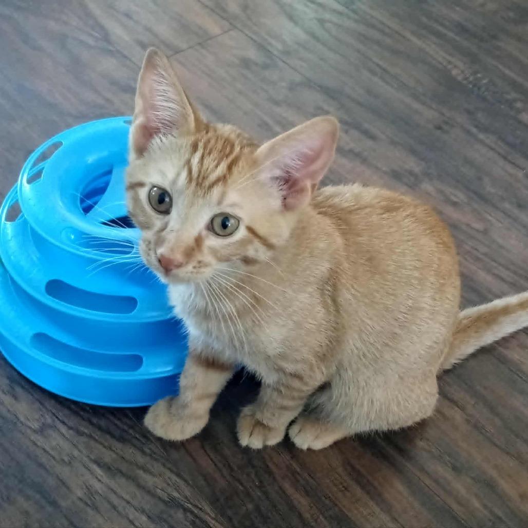 Enlarge Charlie, a Adoptable Domestic Short Hair in LYLE, MN image 1/1