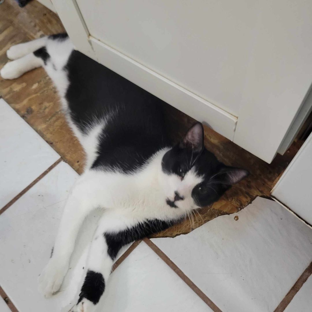 Santino, Adoptable, Young Male Domestic Short Hair.