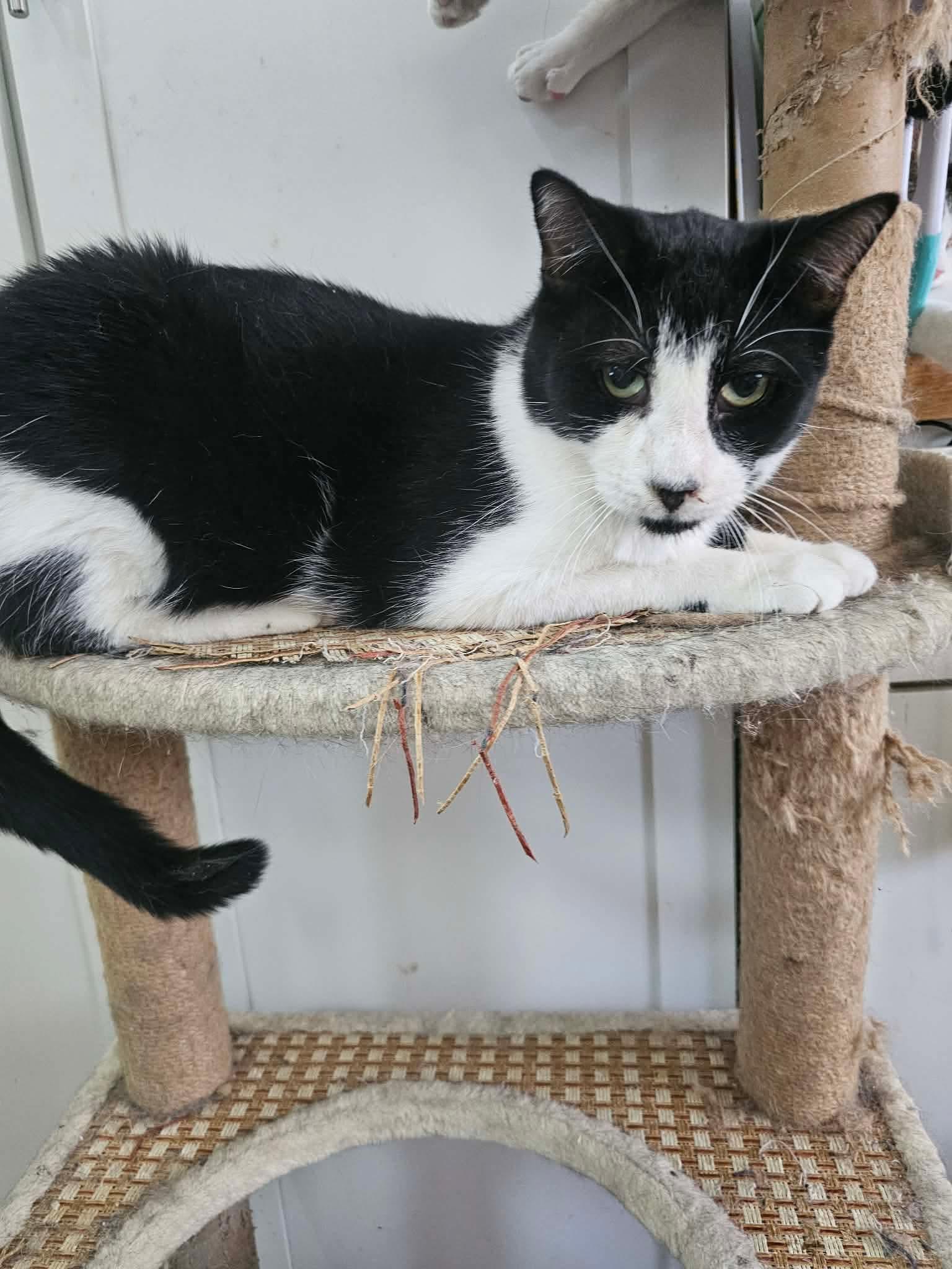Santino, Adoptable, Young Male Domestic Short Hair.