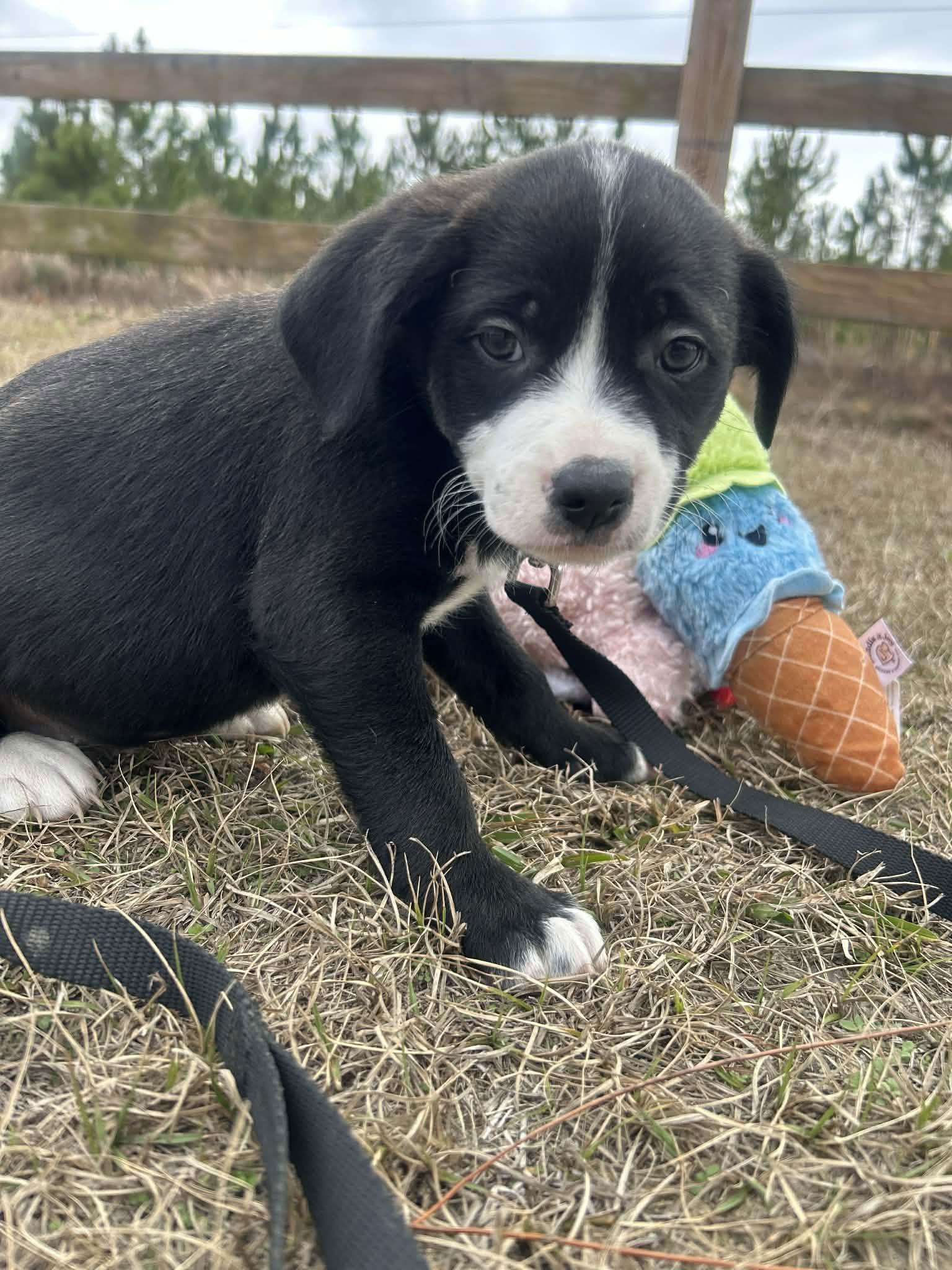 Fraiser, Adoptable, Puppy Male Mixed Breed.