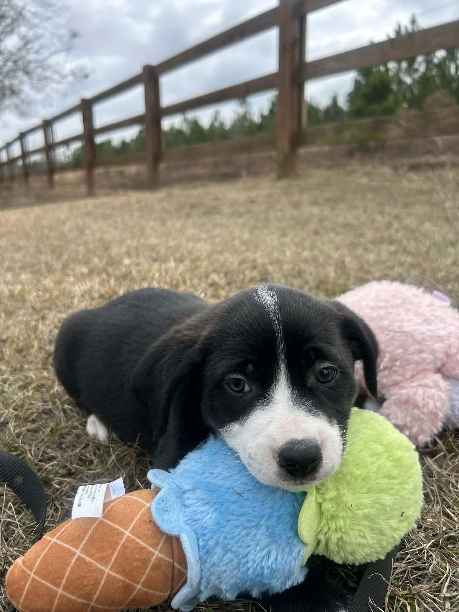 Enlarge Fraiser, a Adoptable Mixed Breed in Tarrytown, GA image 2/3