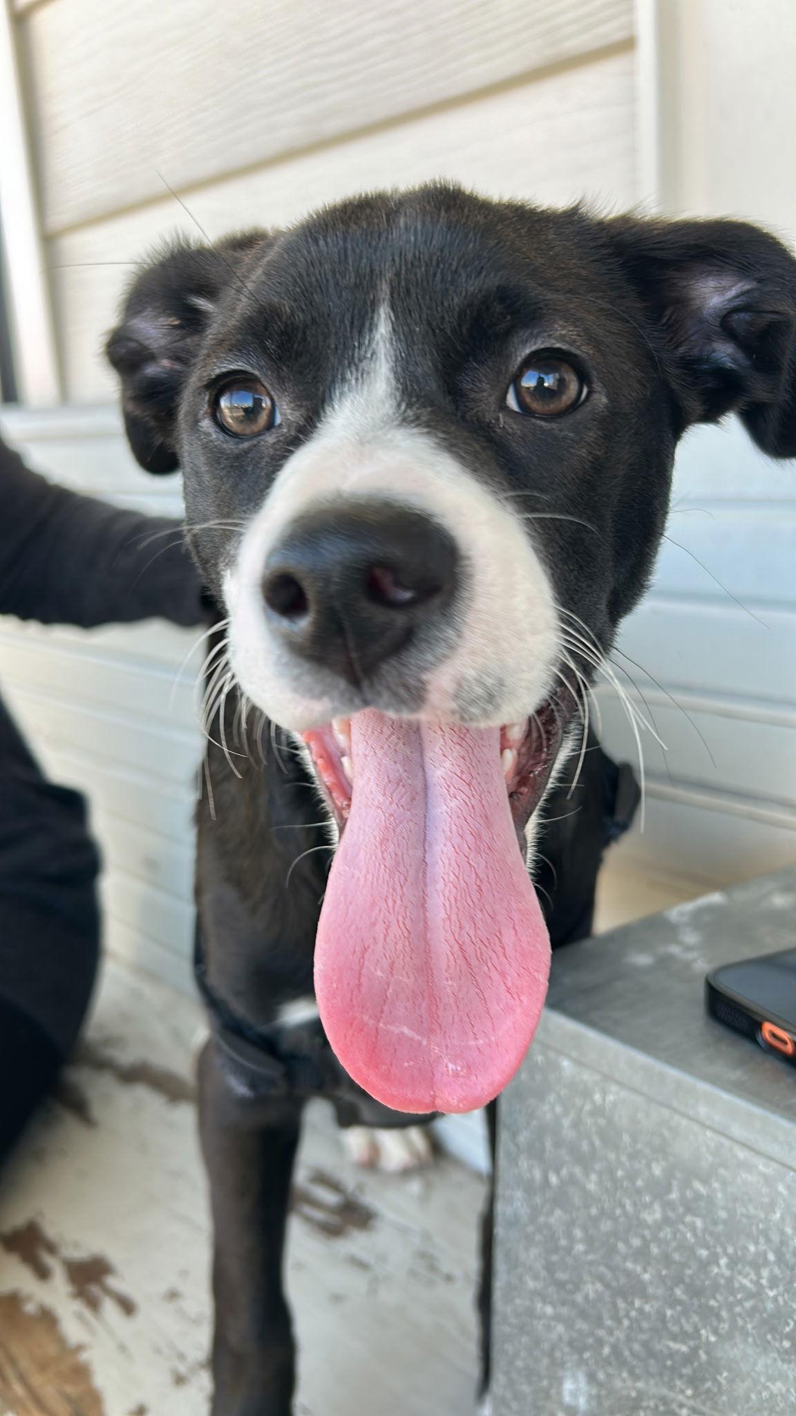 Enlarge Fraiser, a Adoptable Mixed Breed in Tarrytown, GA image 3/3