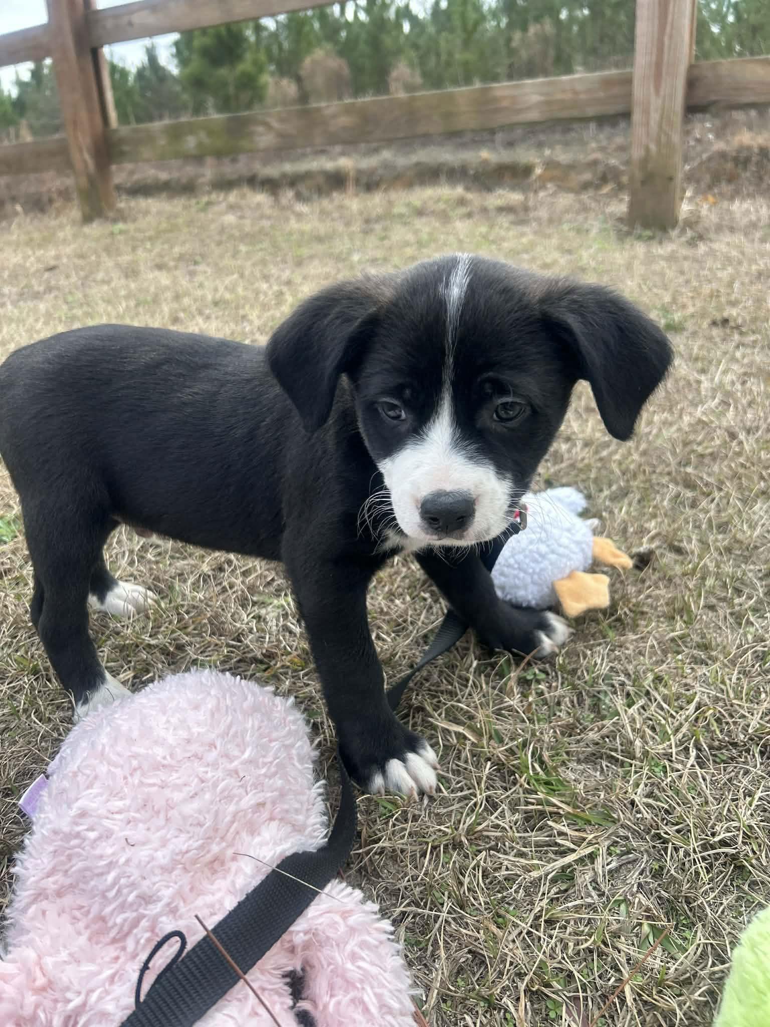 Enlarge Fraiser, a Adoptable Mixed Breed in Tarrytown, GA image 3/3