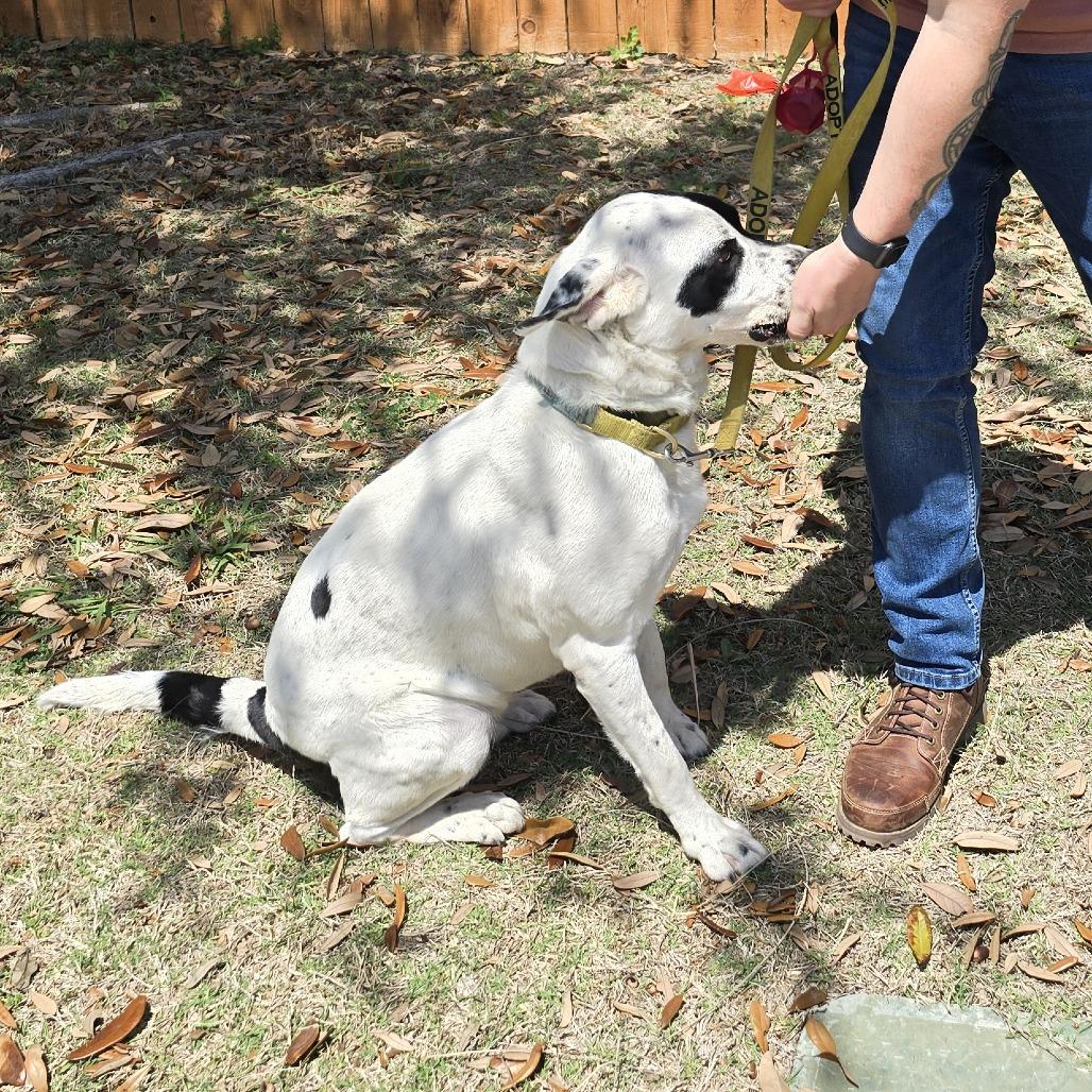 Dutchess — thumbnail 2