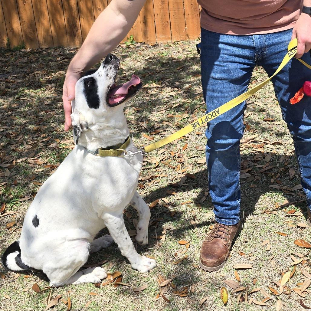 Dutchess — thumbnail 4