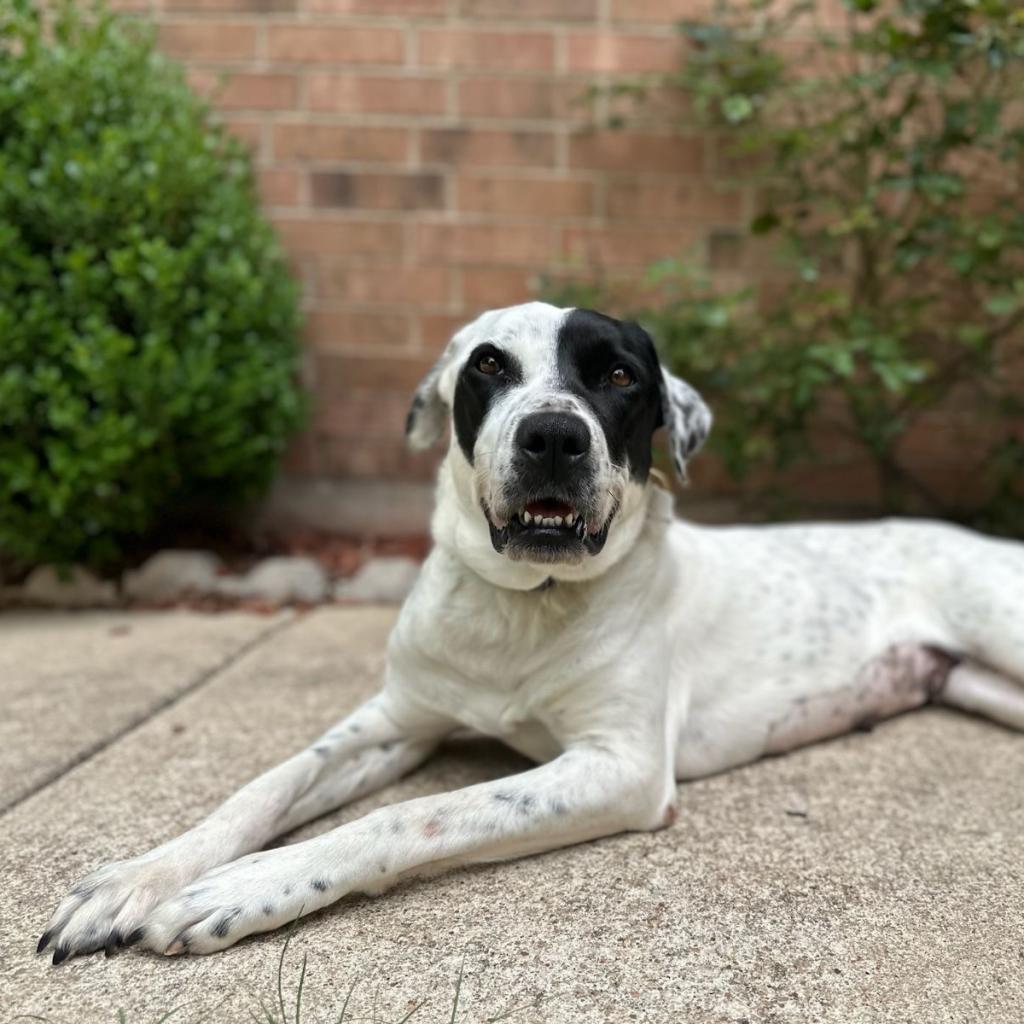 Dutchess — thumbnail 5