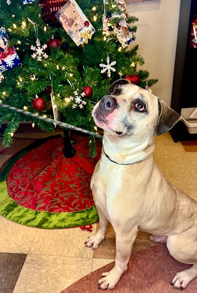 BEAU, Adoptable, Adult Male American Bulldog & Pit Bull Terrier.