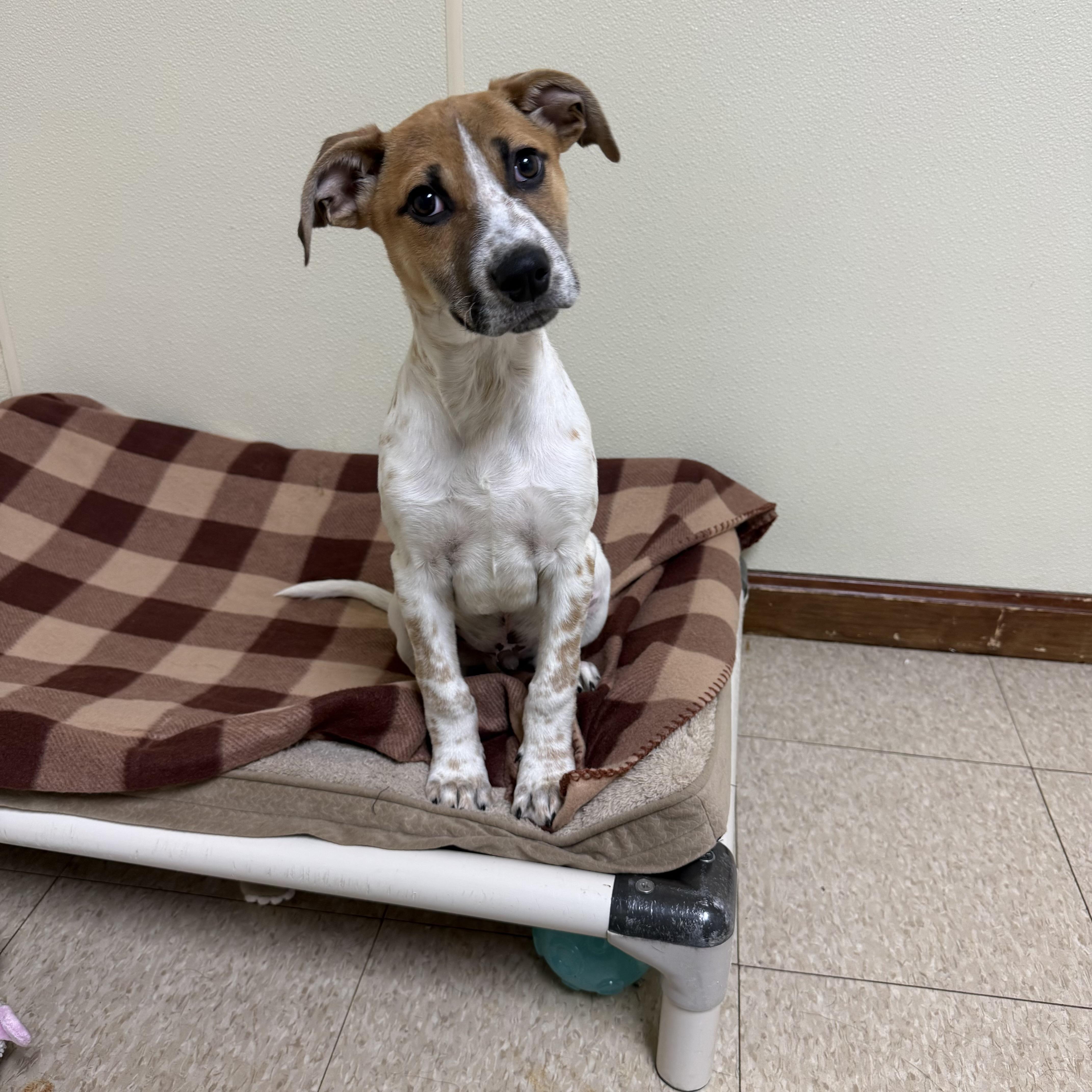 Hank , a ADOPTABLE mixed breed in Douglas, MA image 1/4