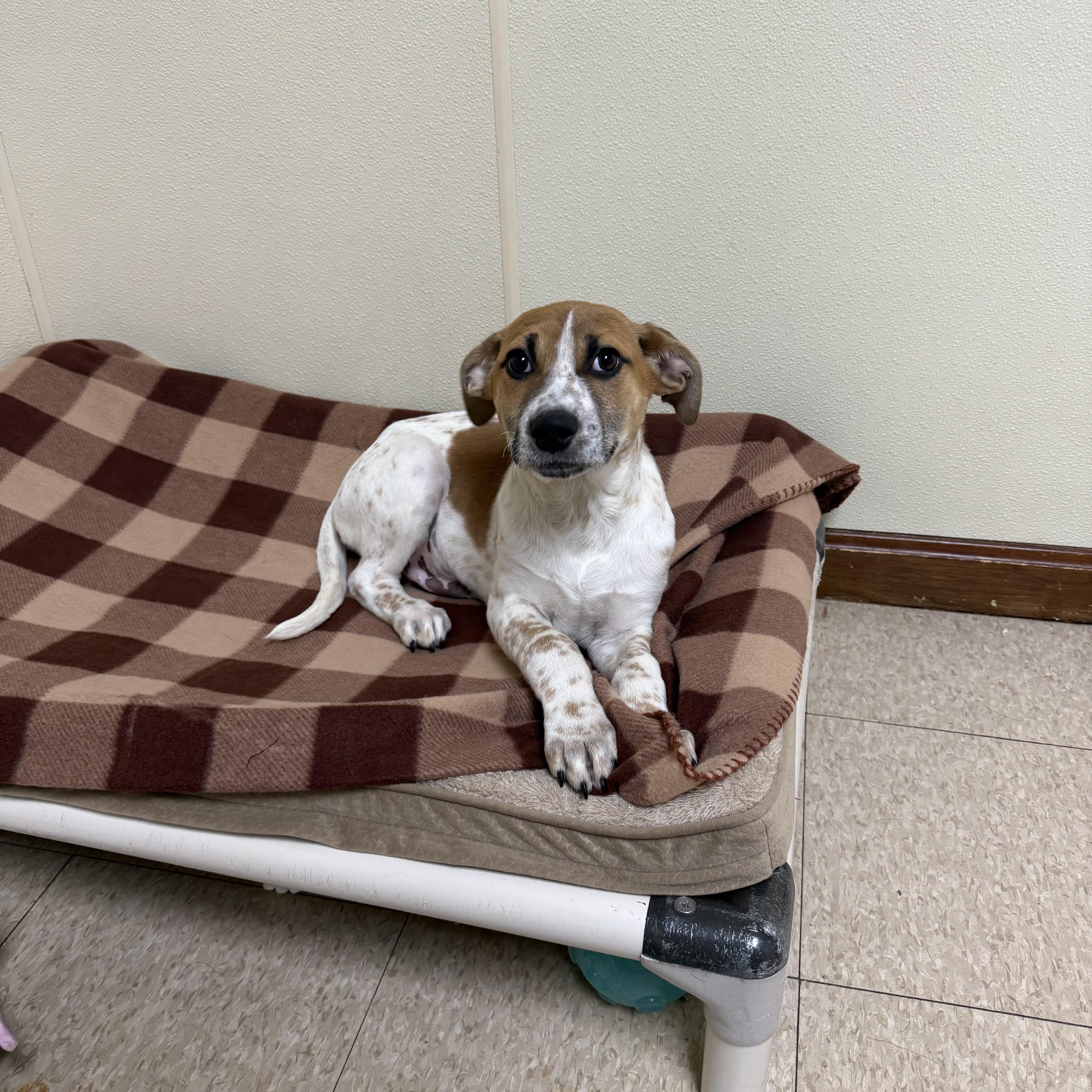 Hank , a ADOPTABLE mixed breed in Douglas, MA image 2/4