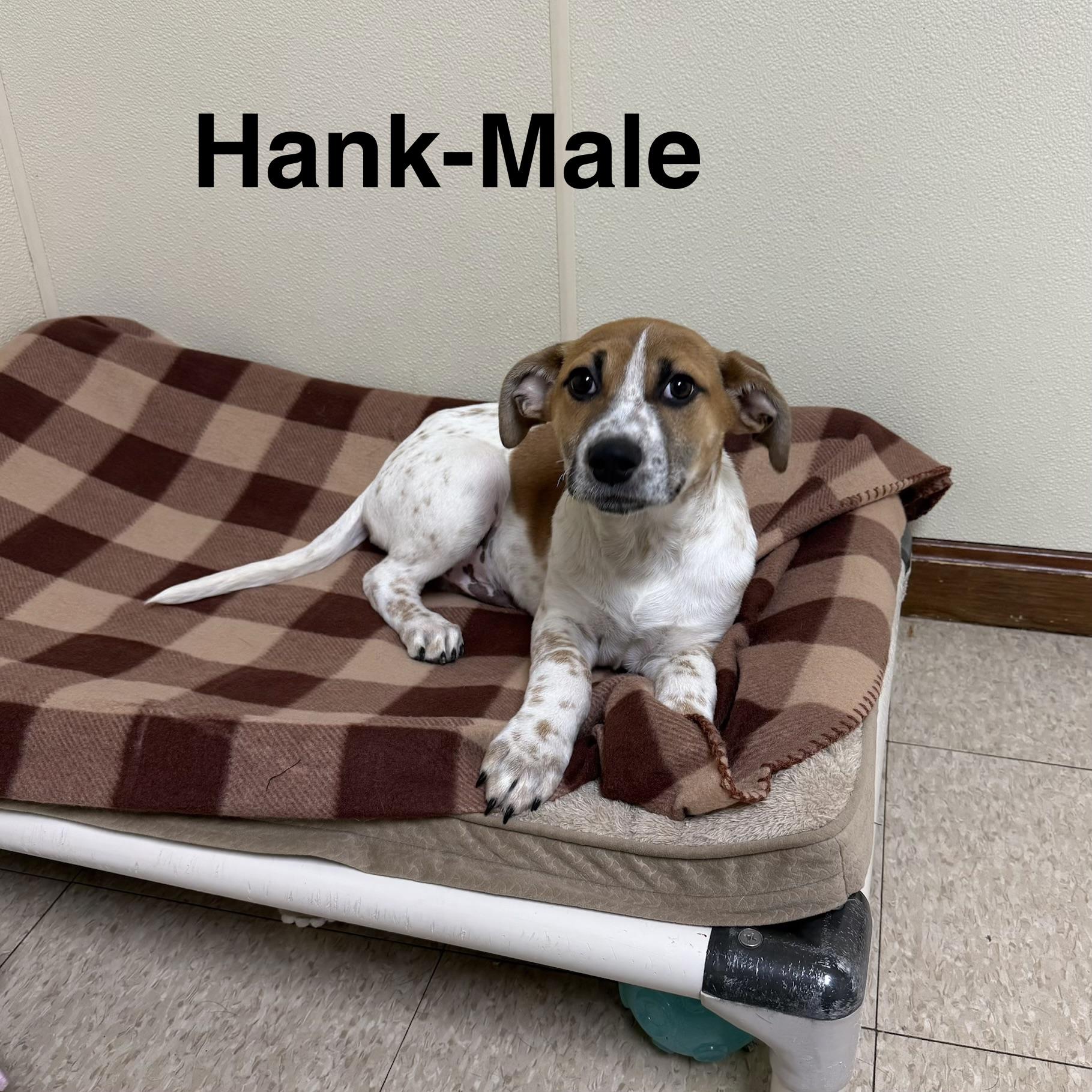 Hank , a ADOPTABLE mixed breed in Douglas, MA image 3/4