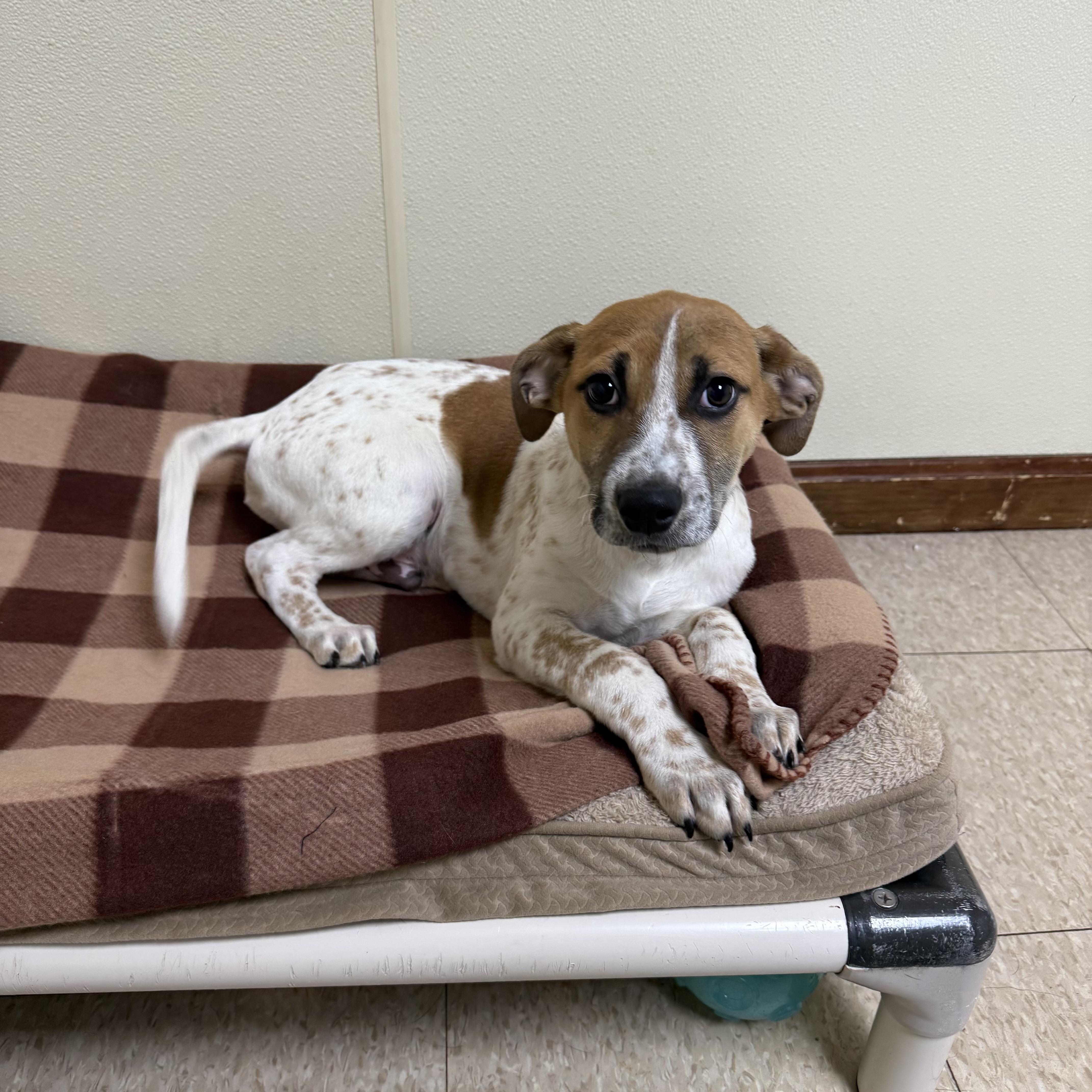 Hank , a ADOPTABLE mixed breed in Douglas, MA image 4/4