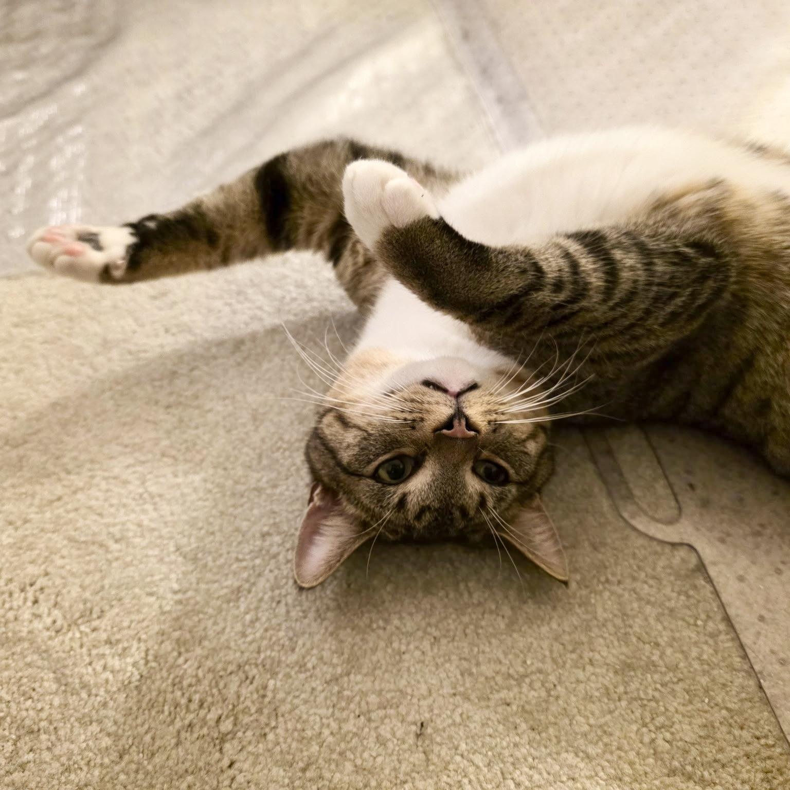 Junior, a ADOPTABLE Tabby in Sacramento, CA image 6/6