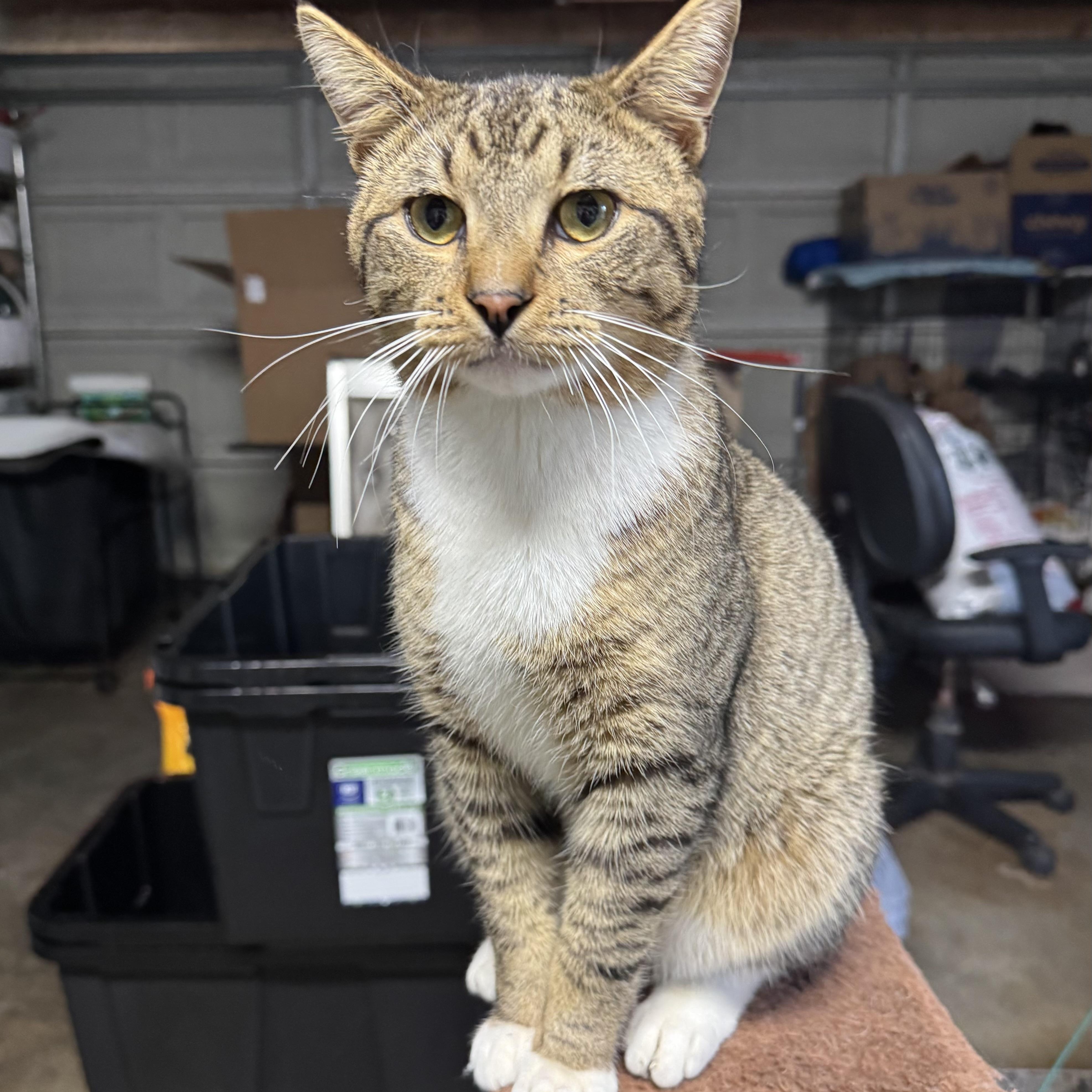 Junior, a ADOPTABLE Tabby in Sacramento, CA image 1/6