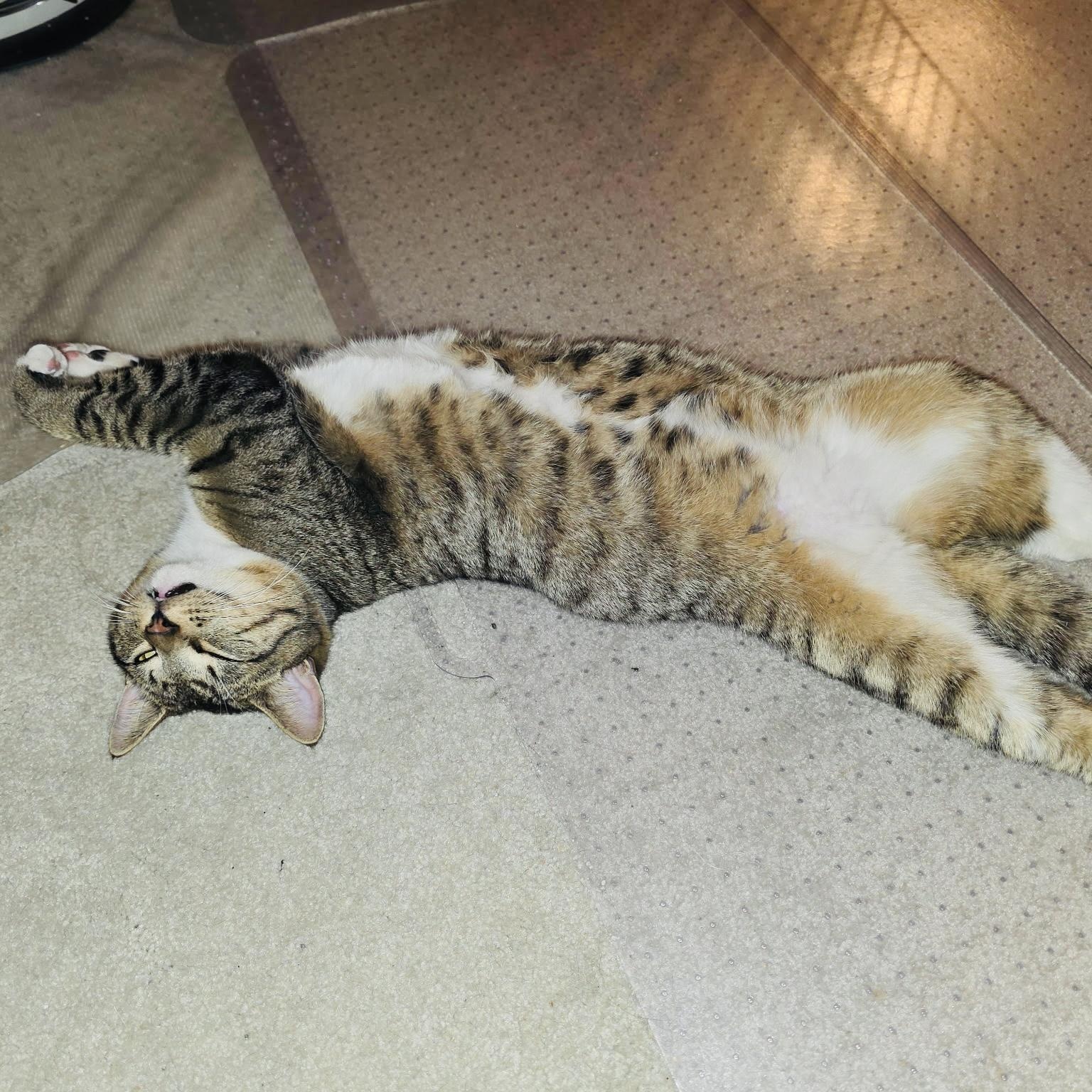 Junior, a ADOPTABLE Tabby in Sacramento, CA image 5/6