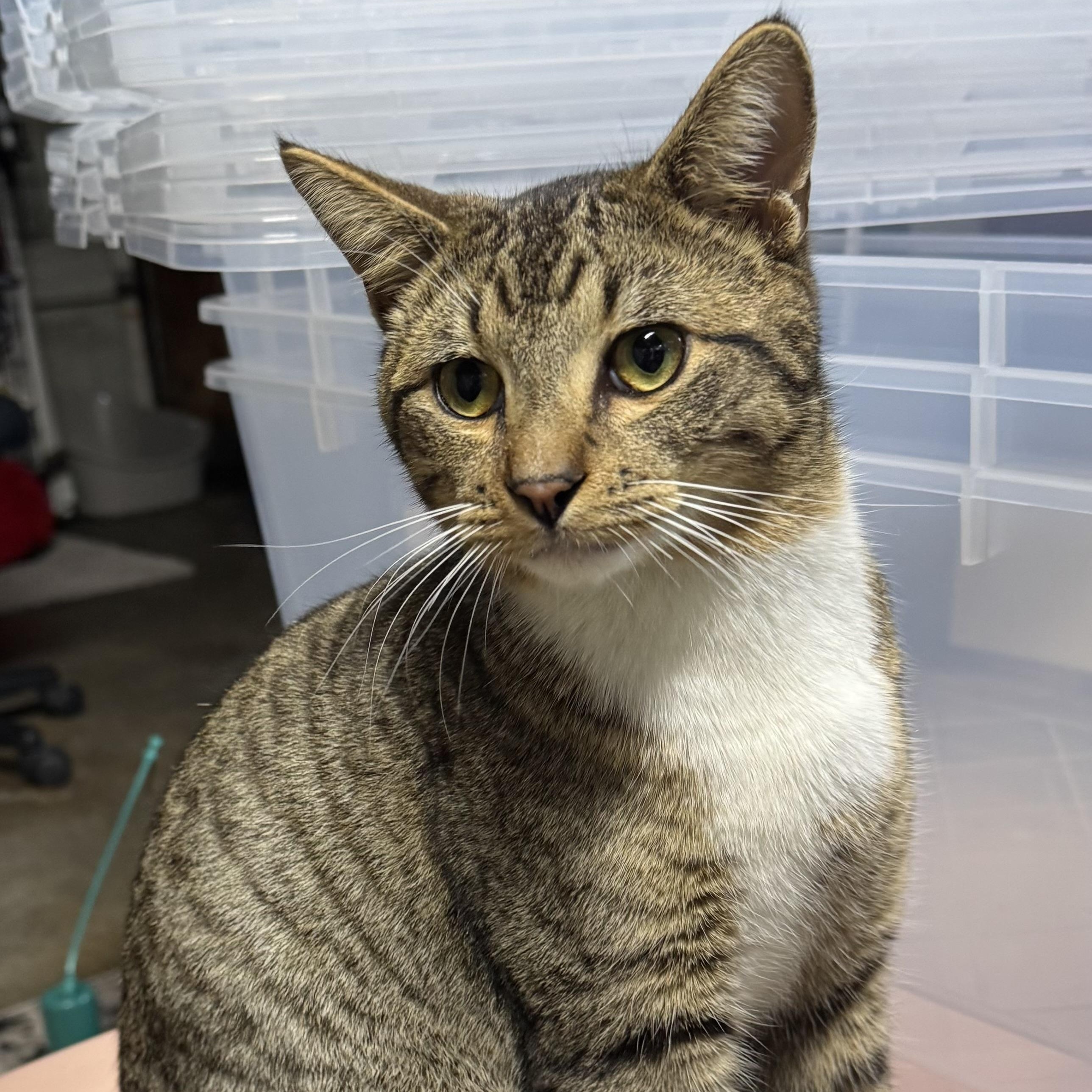 Junior, a ADOPTABLE Tabby in Sacramento, CA image 2/6