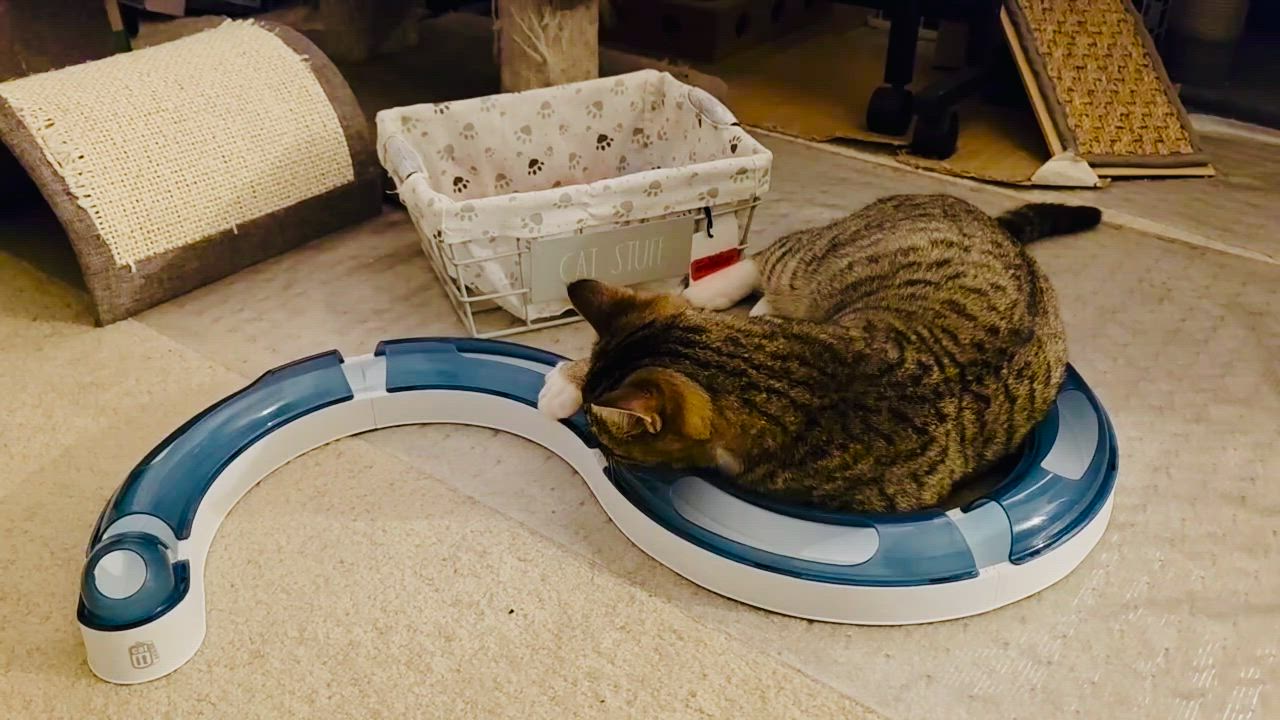 Enlarge Junior, a ADOPTABLE Tabby in Sacramento, CA video 3/6