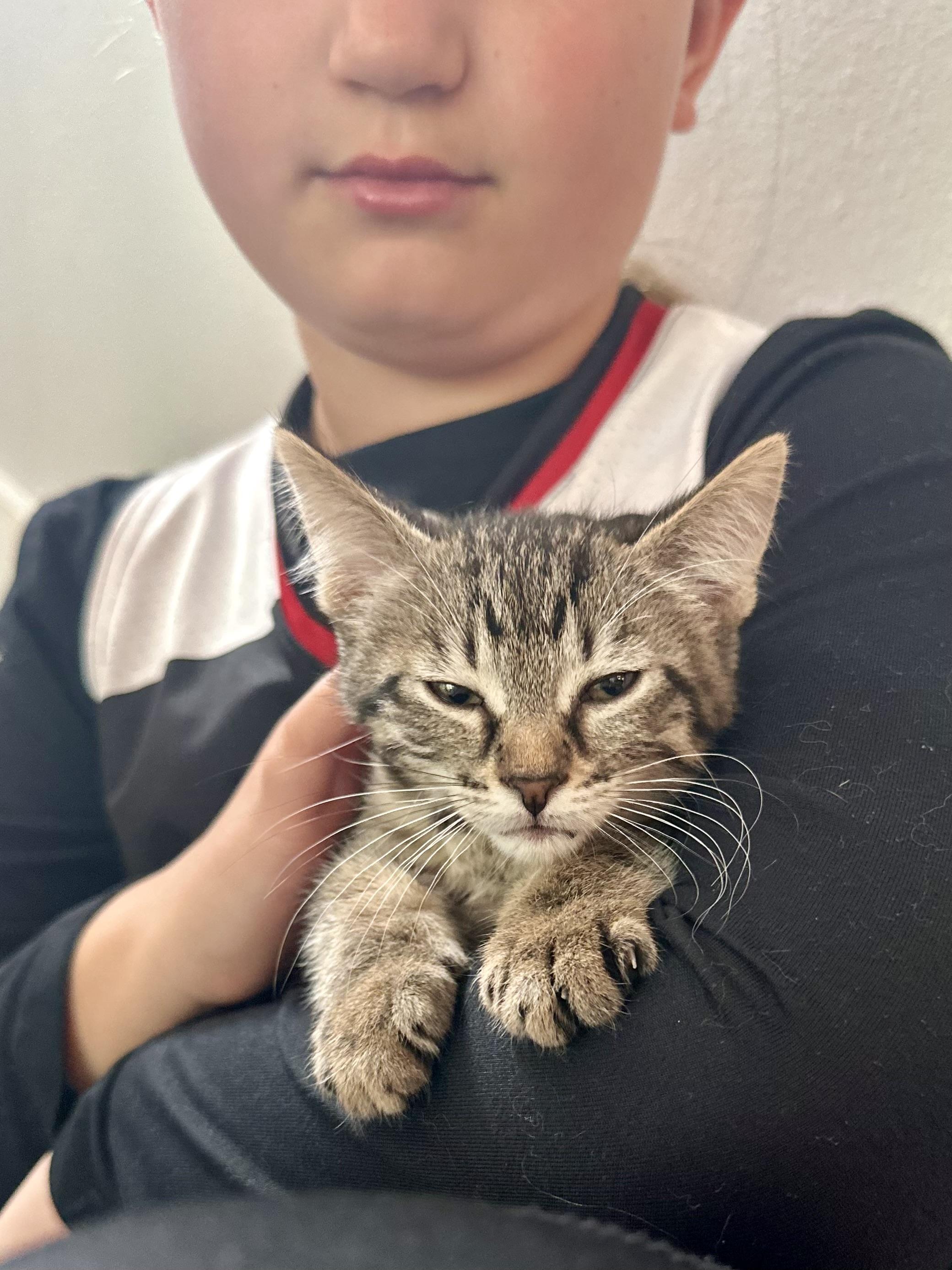 Enlarge Muffin, a ADOPTABLE Domestic Short Hair in Milwaukee, WI image 2/5