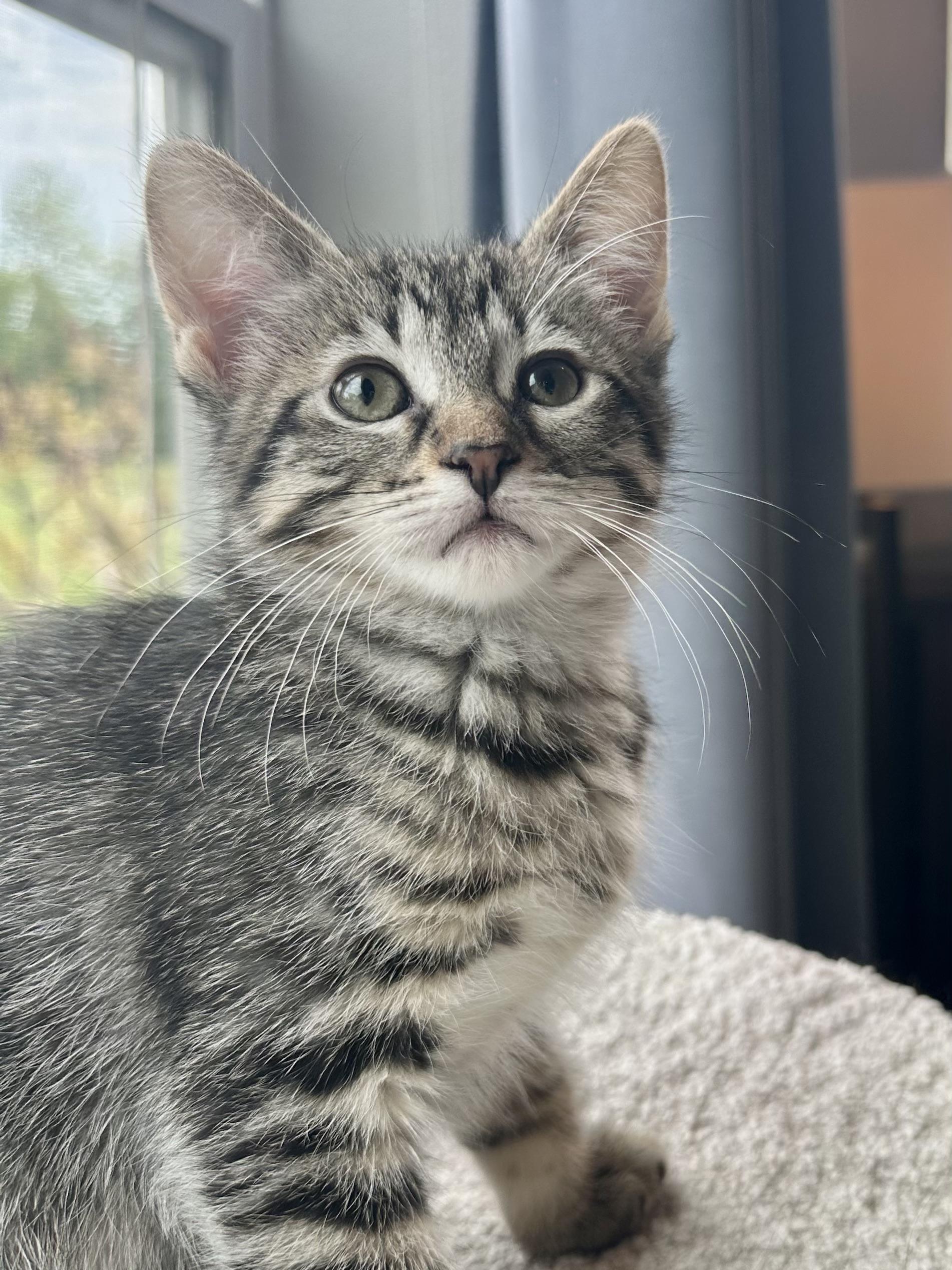 Muffin, ADOPTABLE, Kitten Female Domestic Short Hair.
