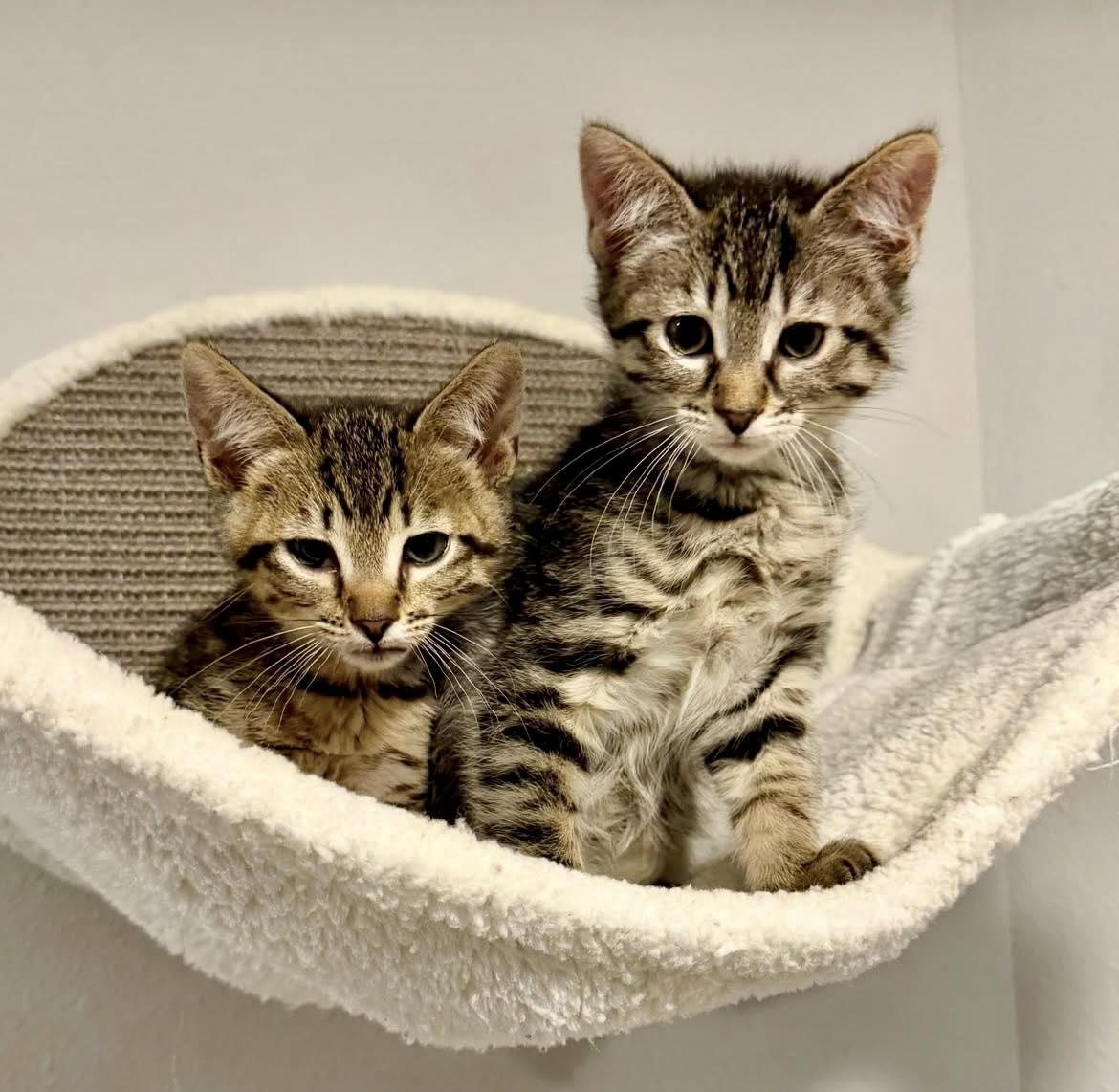 Enlarge Muffin, a ADOPTABLE Domestic Short Hair in Milwaukee, WI image 3/5