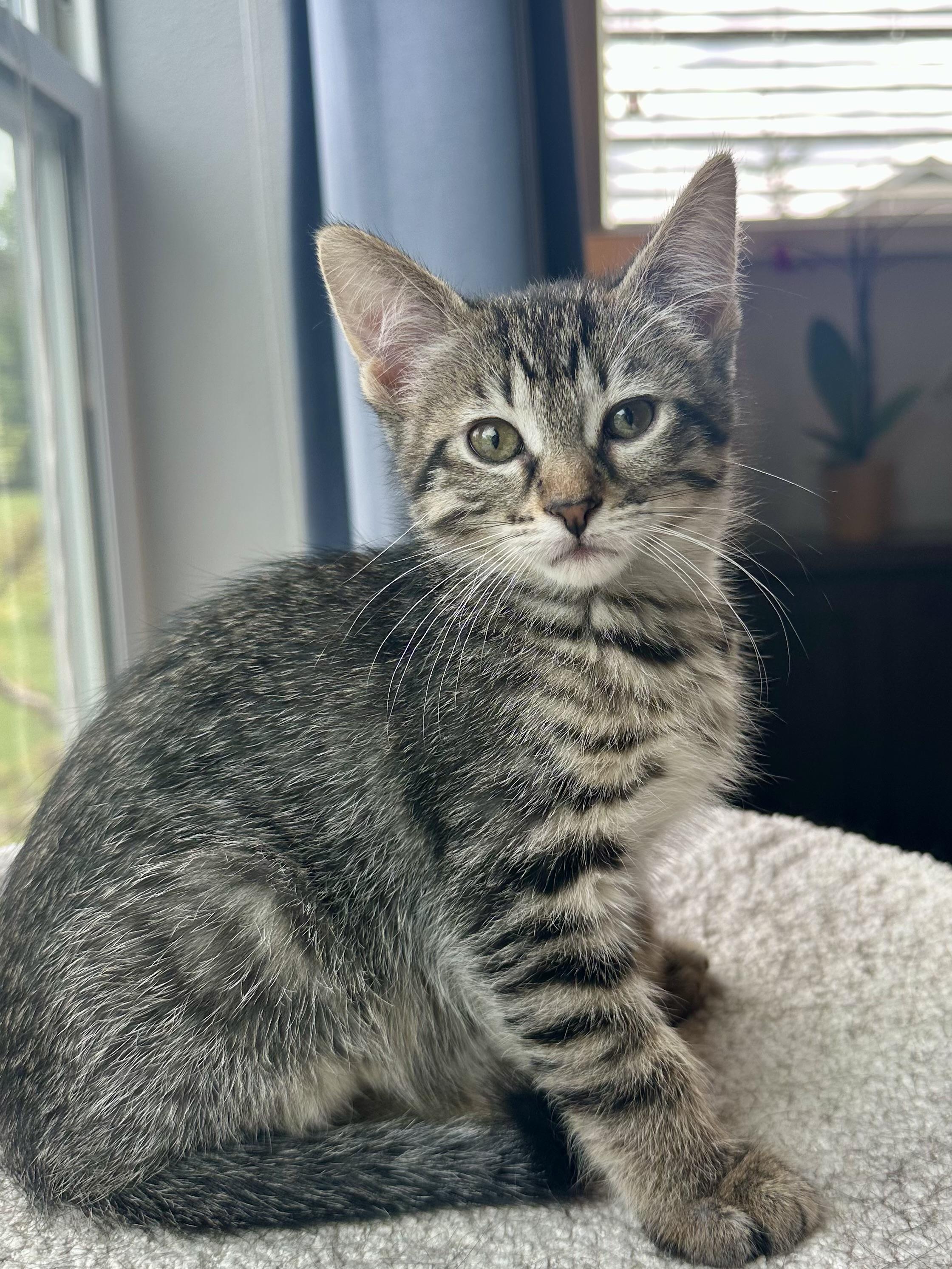 Enlarge Muffin, a ADOPTABLE Domestic Short Hair in Milwaukee, WI image 4/5