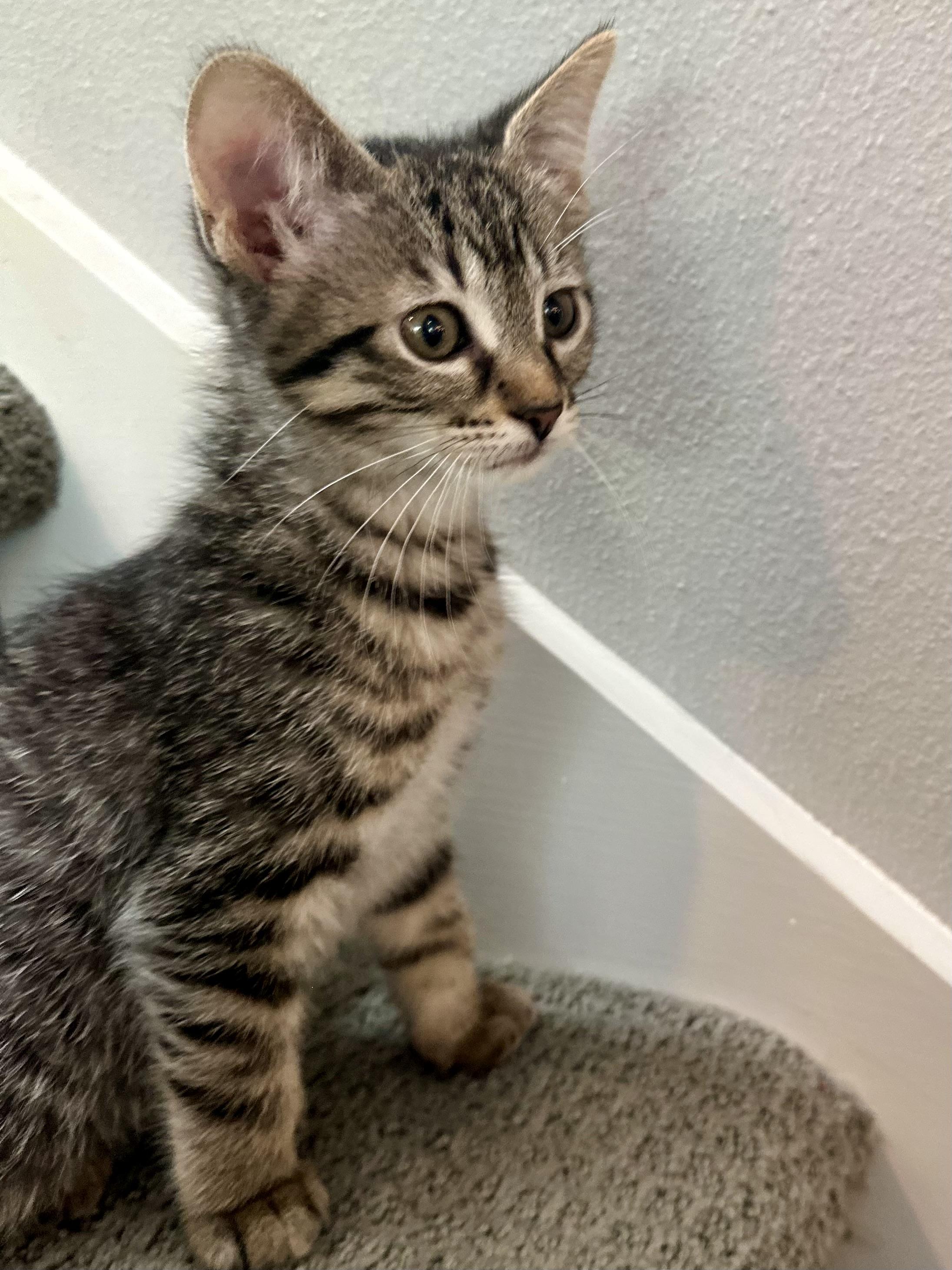 Enlarge Muffin, a ADOPTABLE Domestic Short Hair in Milwaukee, WI image 5/5