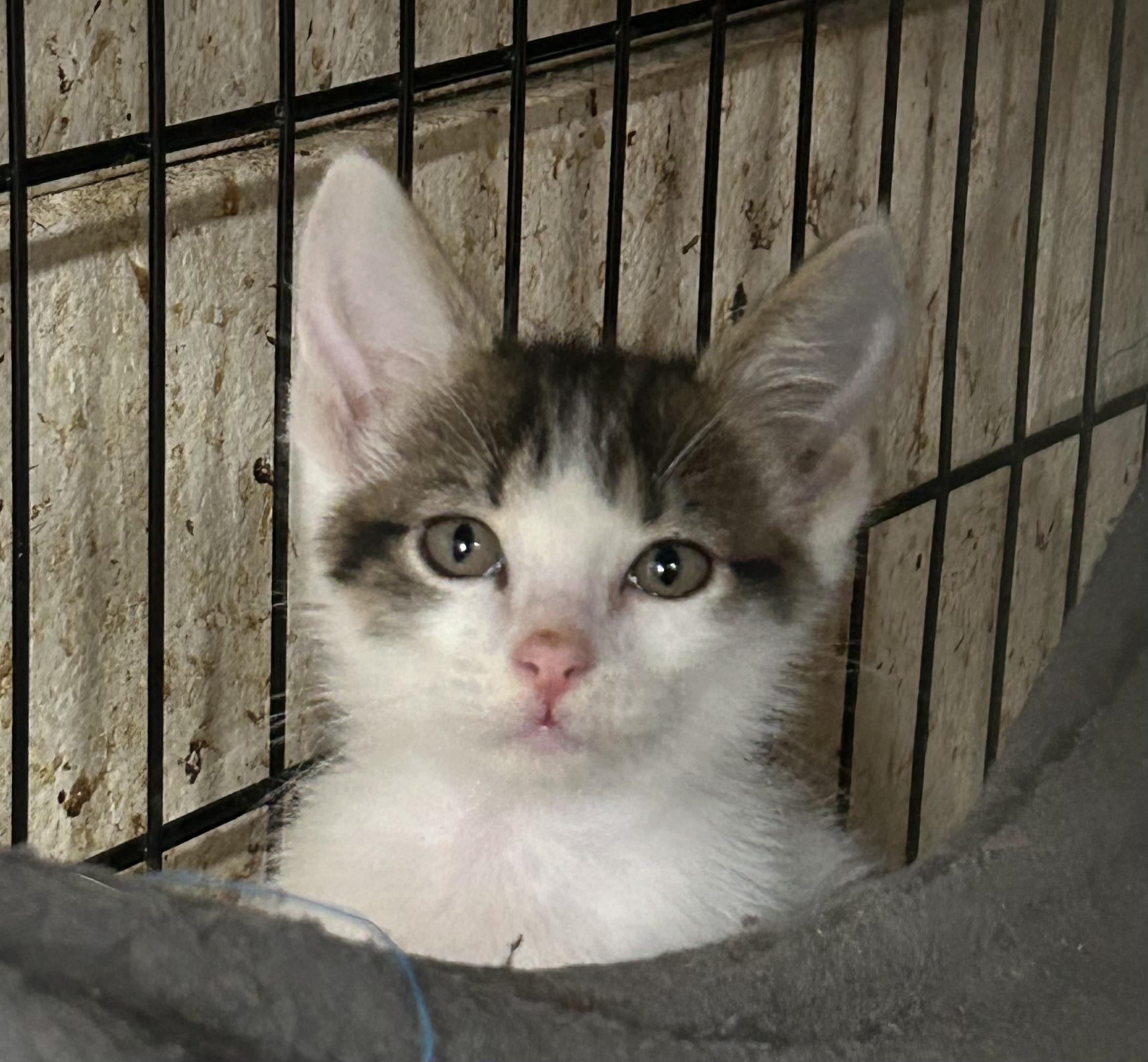 Marie, Adopted, Kitten Female Tabby & Domestic Short Hair.