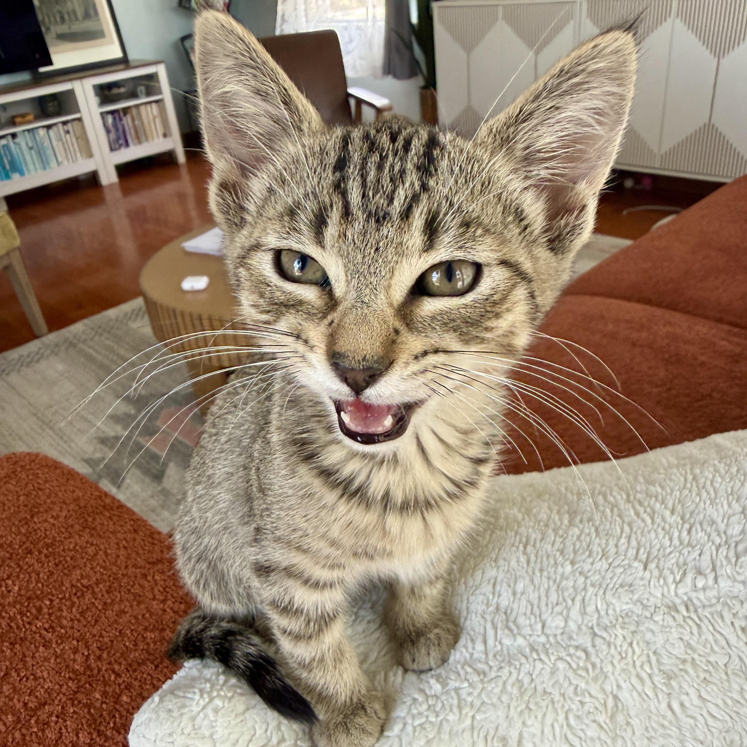 Enlarge Mila, a ADOPTABLE Domestic Short Hair in Los Angeles, CA image 5/6